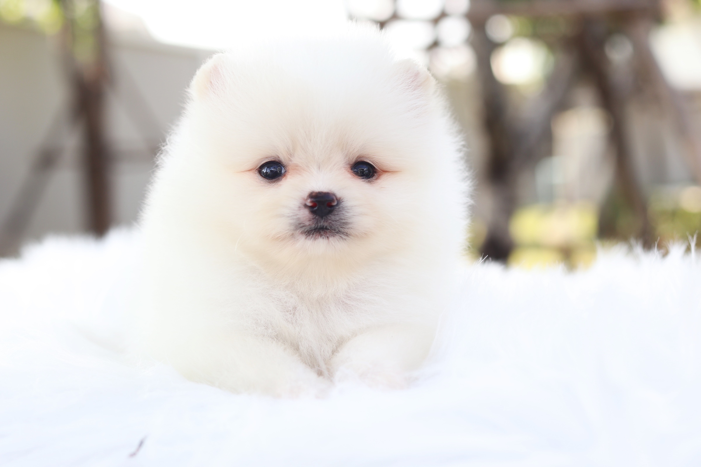 ปอมเมอเรเนียน เพศผู้ สีขาวครีม