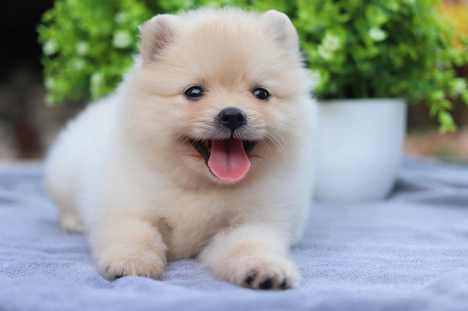 ปอมเมอเรเนียน เพศผู้