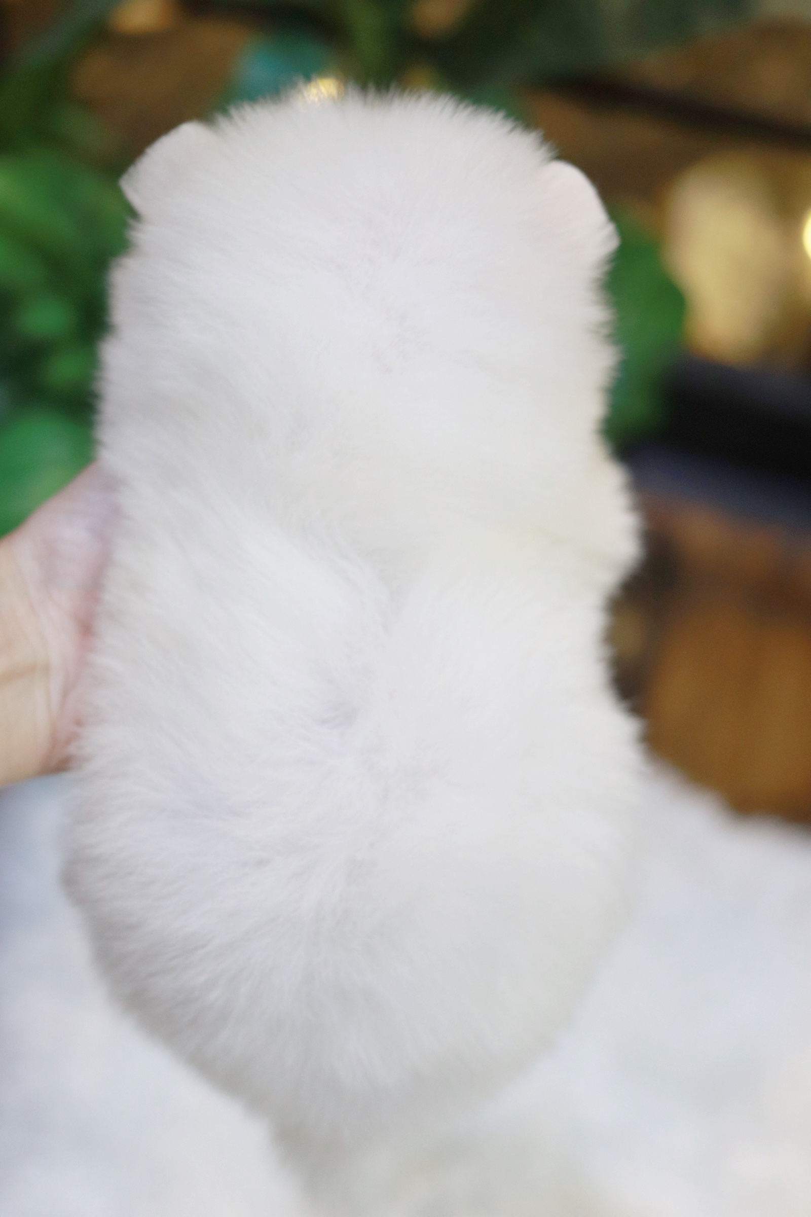 ปอมเมอเรเนียน เพศผู้สีขาว