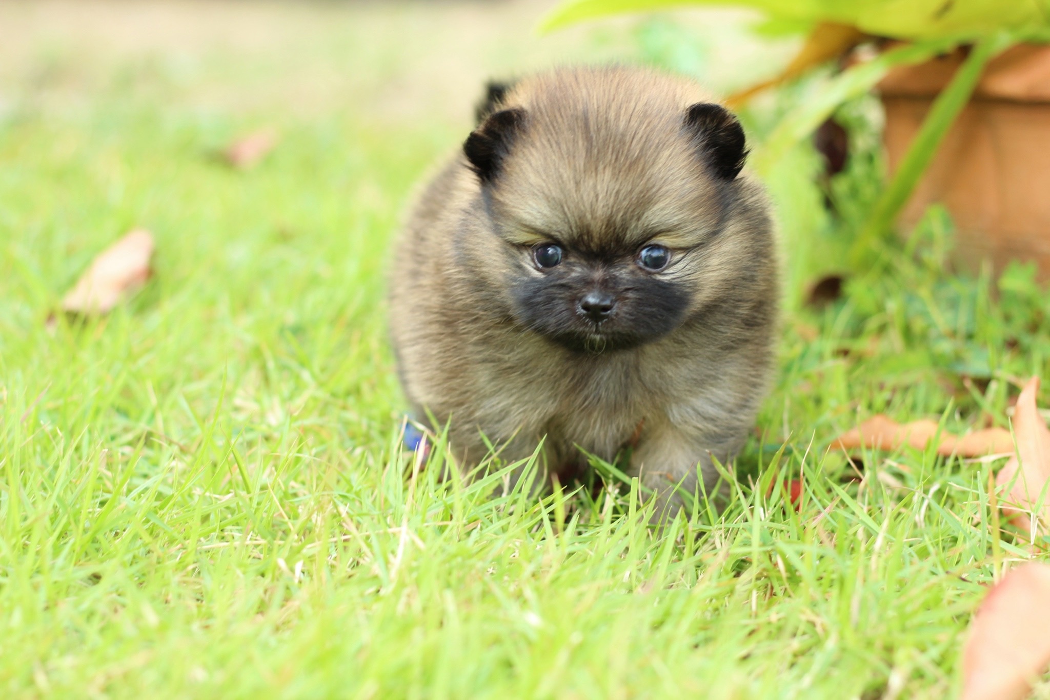 ปอมเมอเรเนียน เพศผู้สีส้ม