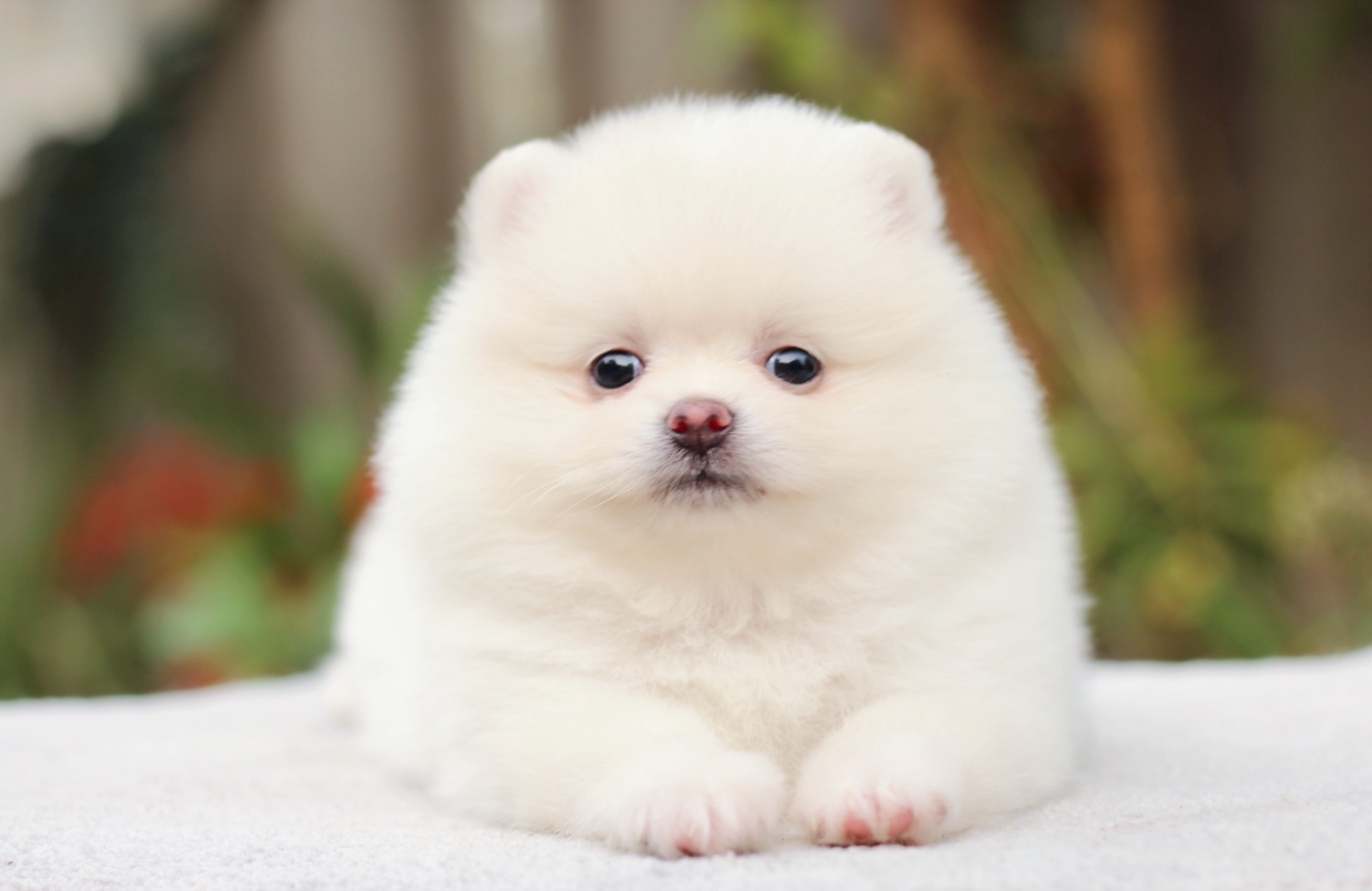 ปอมเมอเรเนียน เพศเมีย ขาวครีม