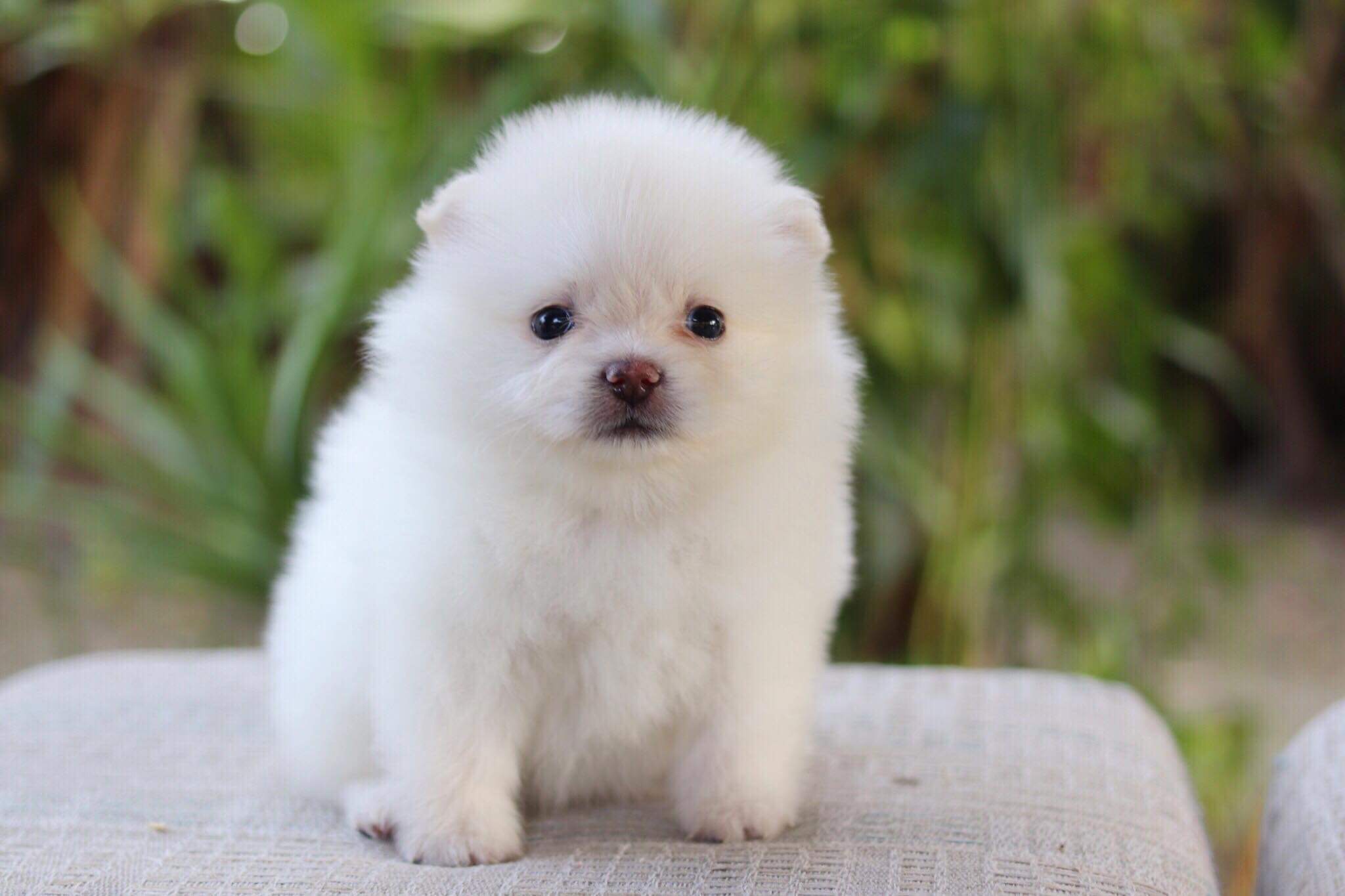 ปอมเมอเรเนียน เพศเมีย