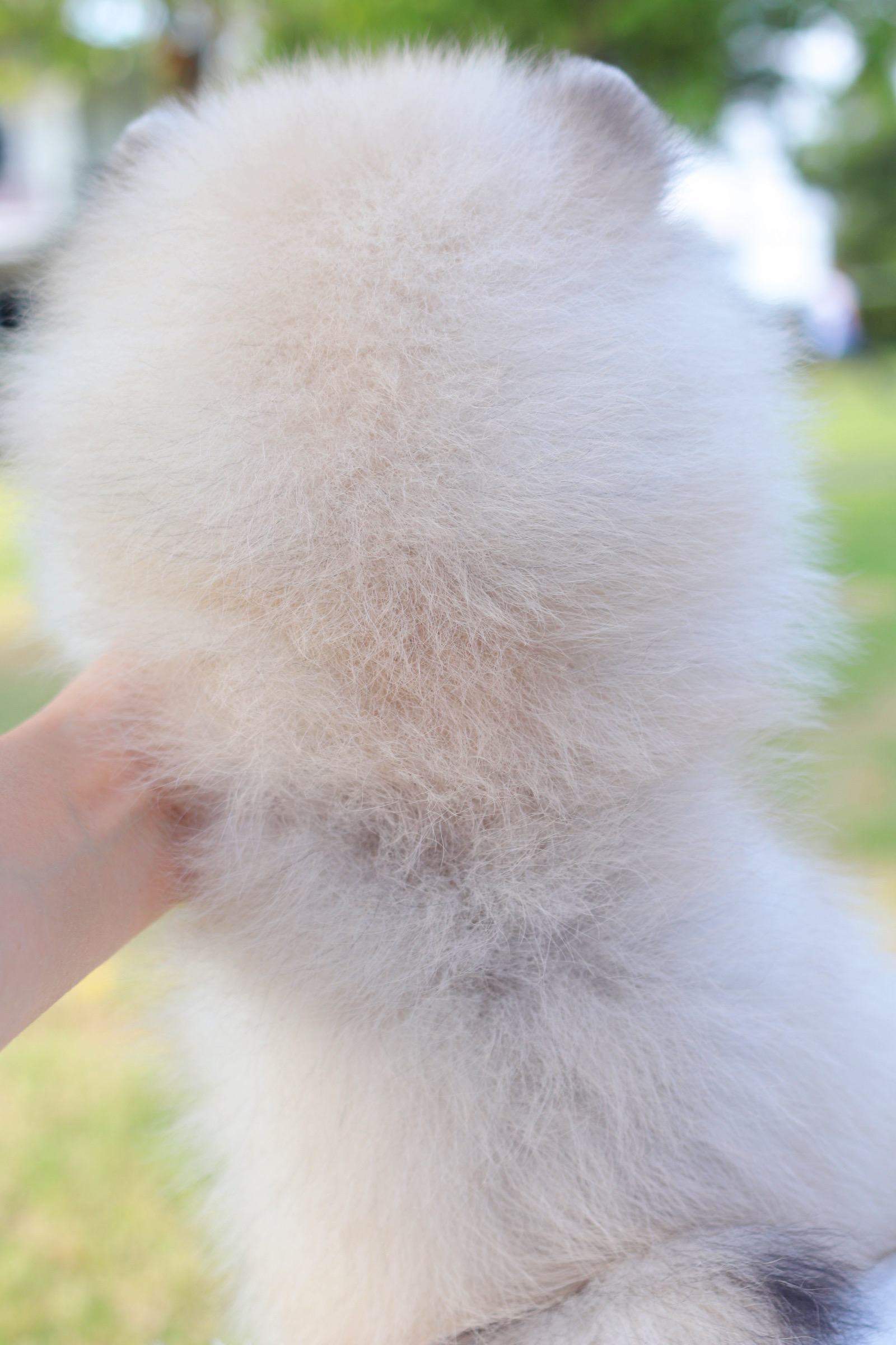 ปอมเมอเรเนียน เพศเมียสีส้ม