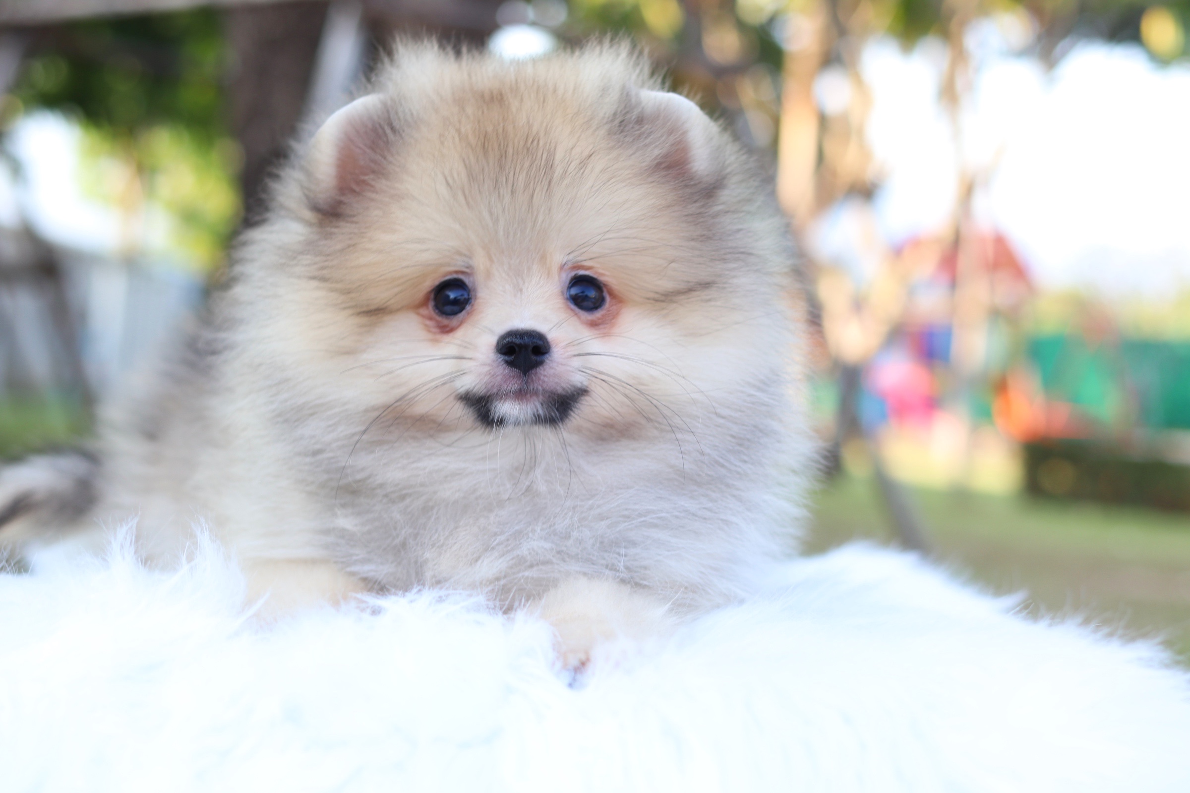 ปอมเมอเรเนียน เพศผู้ สีส้ม