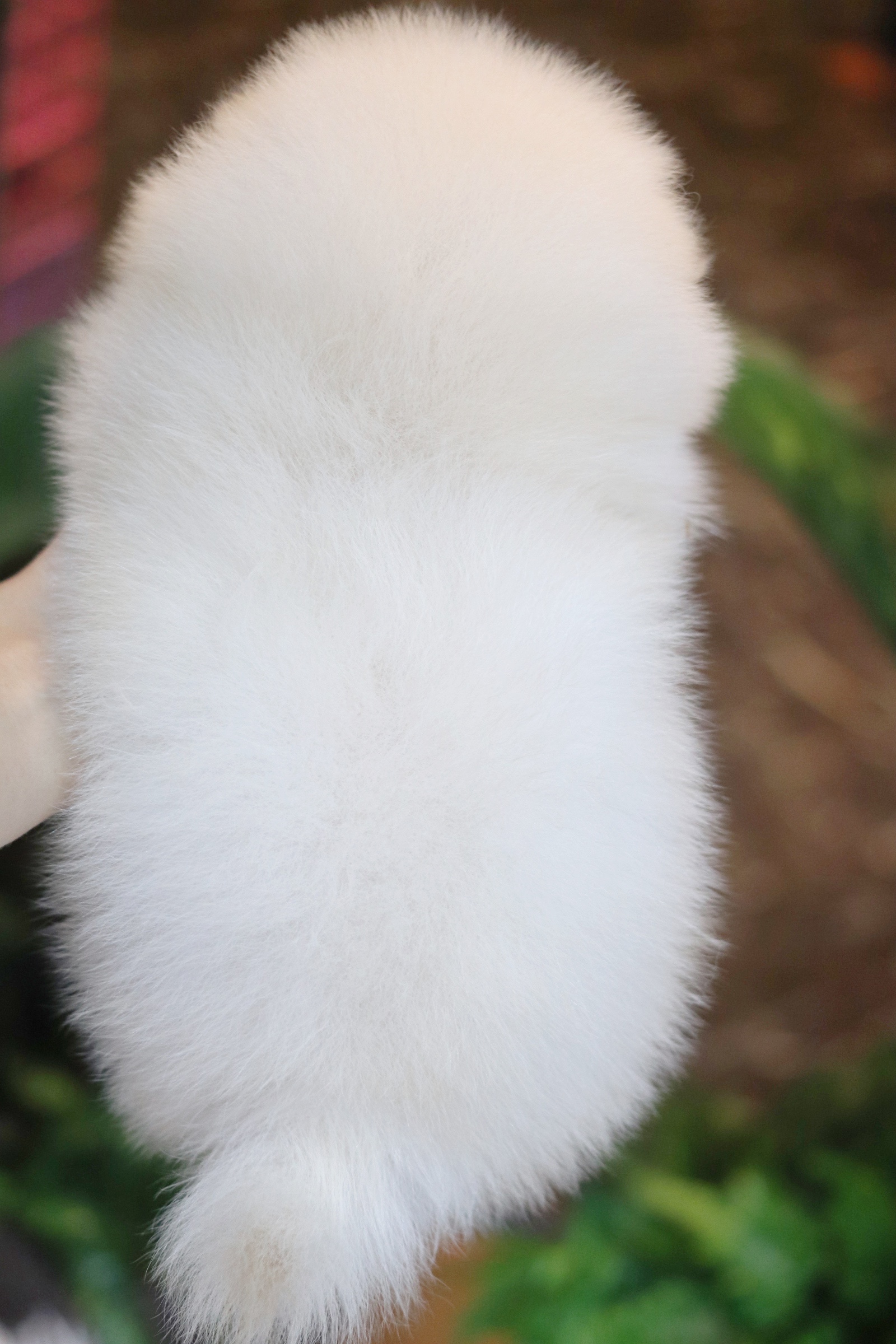 ปอมเมอเรเนียน เพศผู้ ขาวครีม