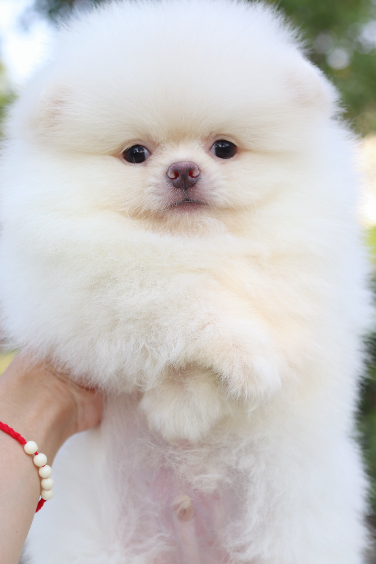 ปอมเมอเรเนียน เพศผู้ สีขาวครีม เกรดโชว์