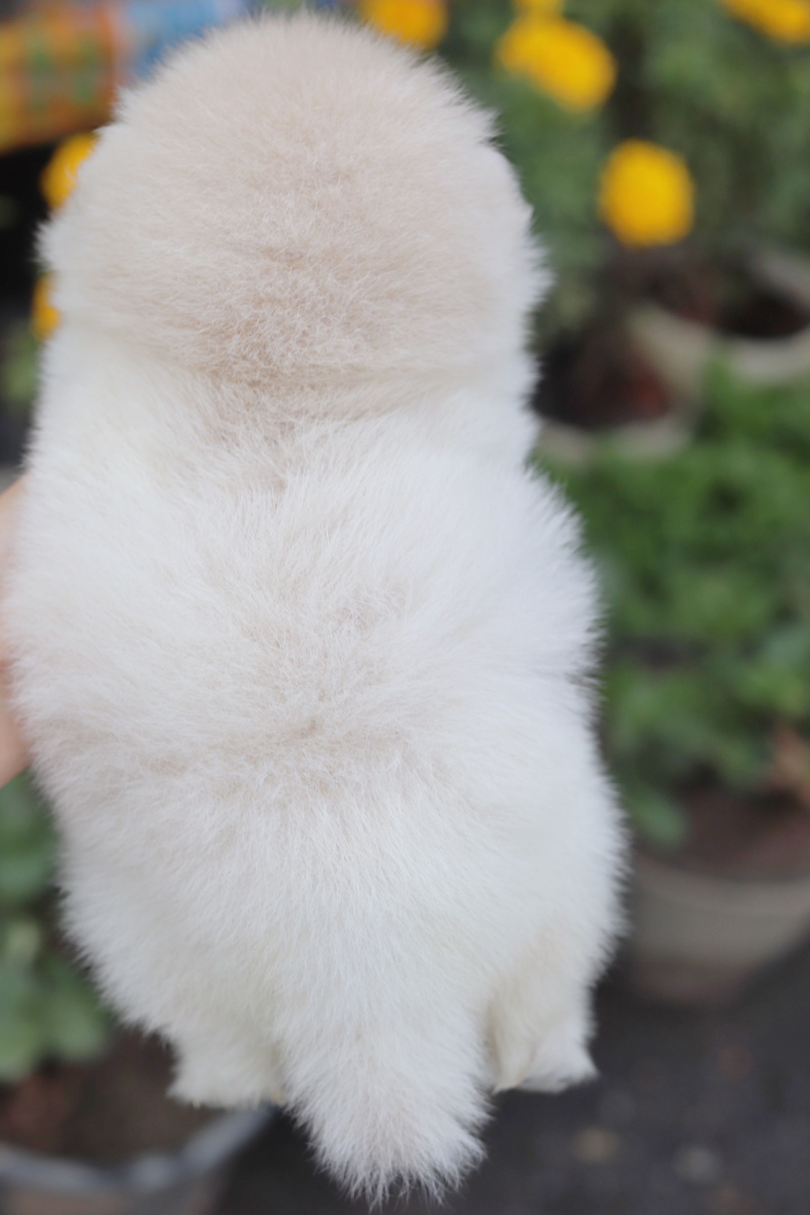 ปอมเมอเรเนียน เพศผู้ ขาวครีม