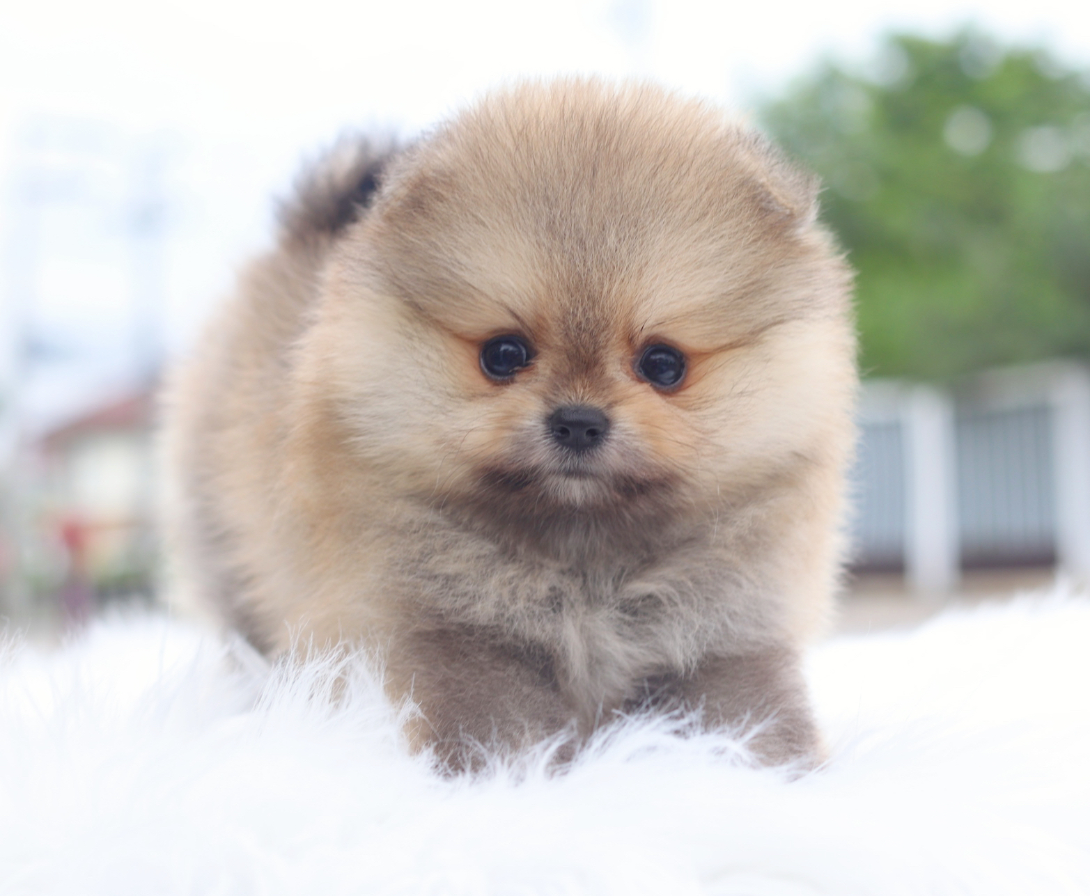 ปอมเมอเรเนียน เพศผู้สีส้ม