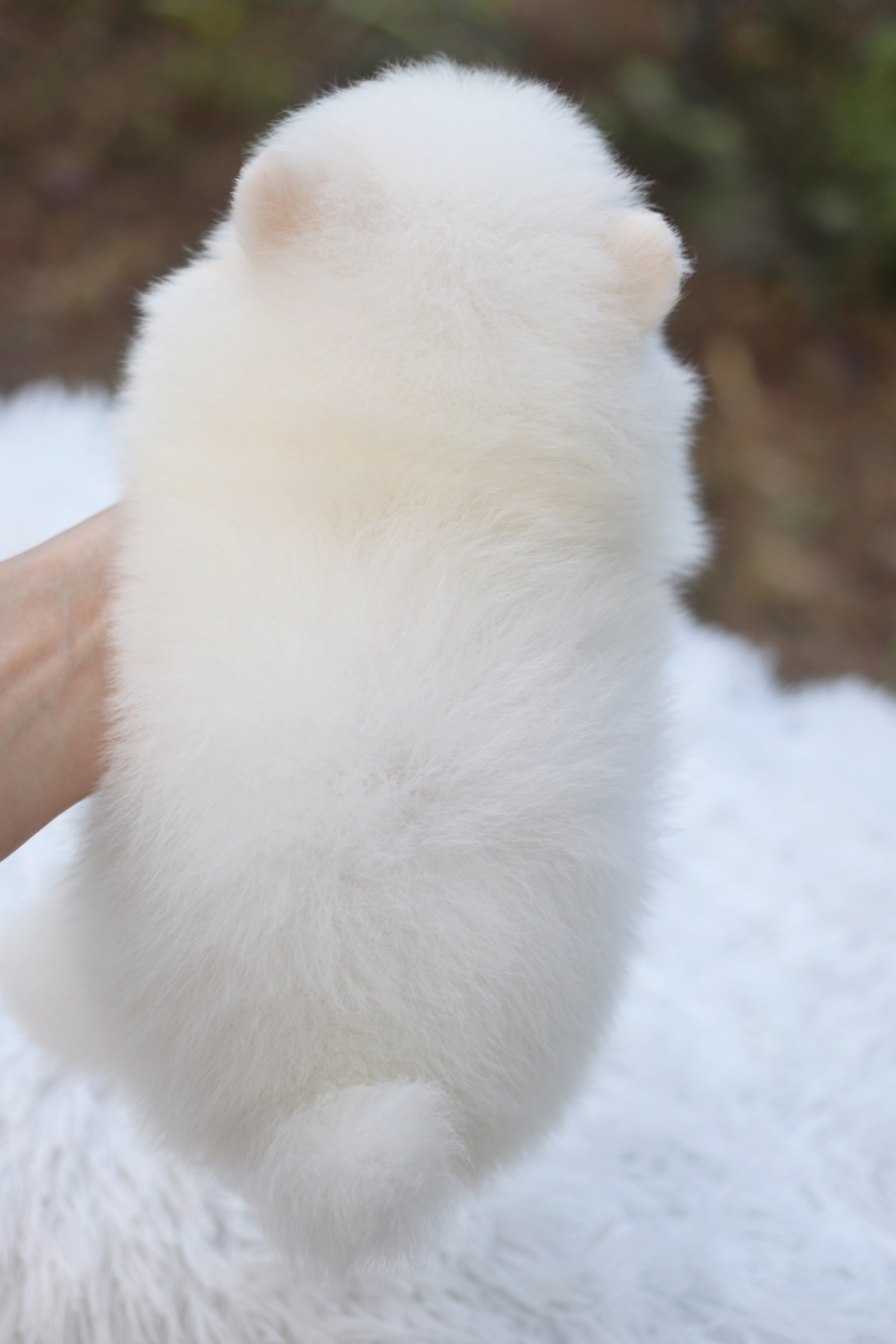 ปอมเมอเรเนียน เพศเมียสีขาวครีม