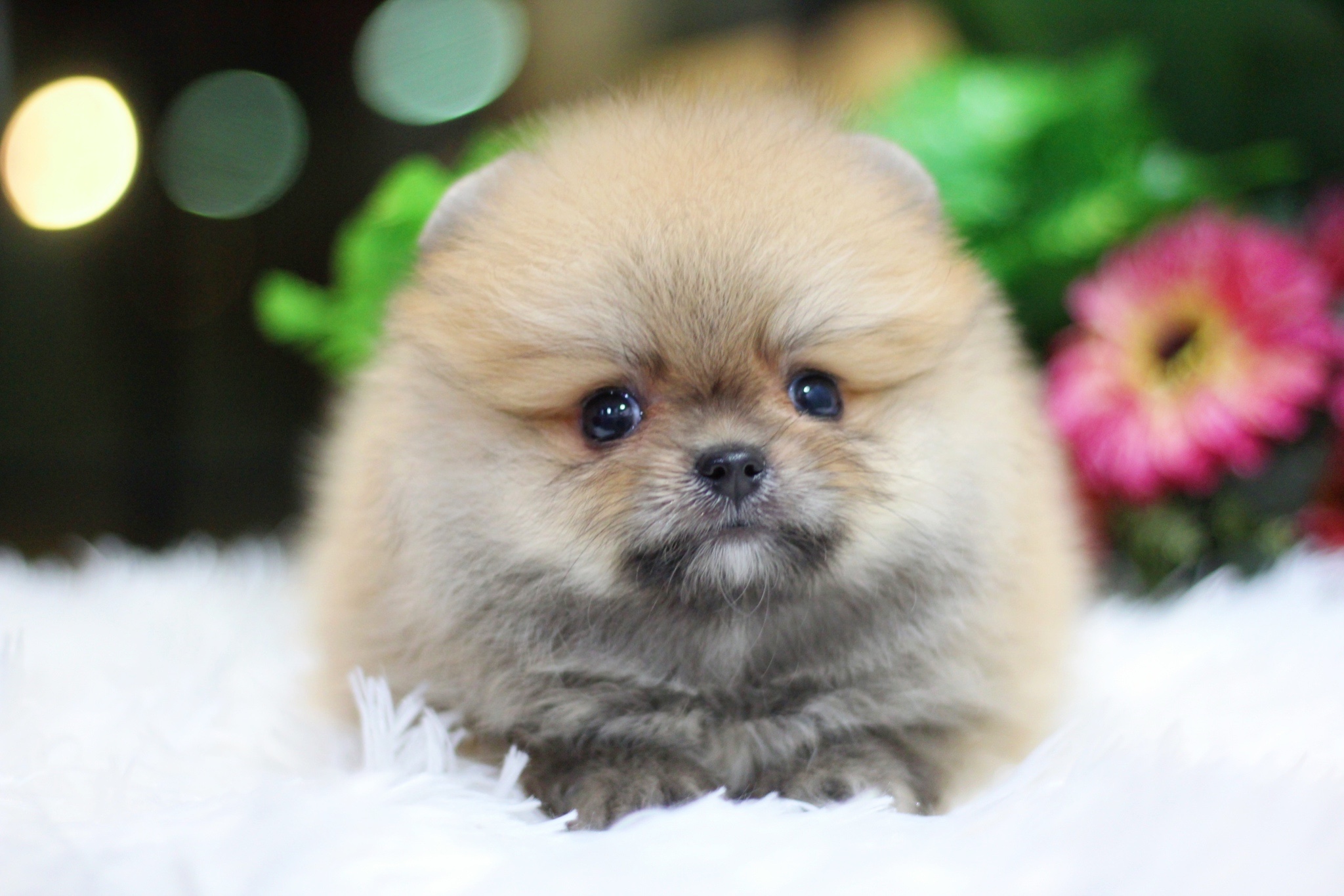 ปอมเมอเรเนียน เพศผู้สีส้ม