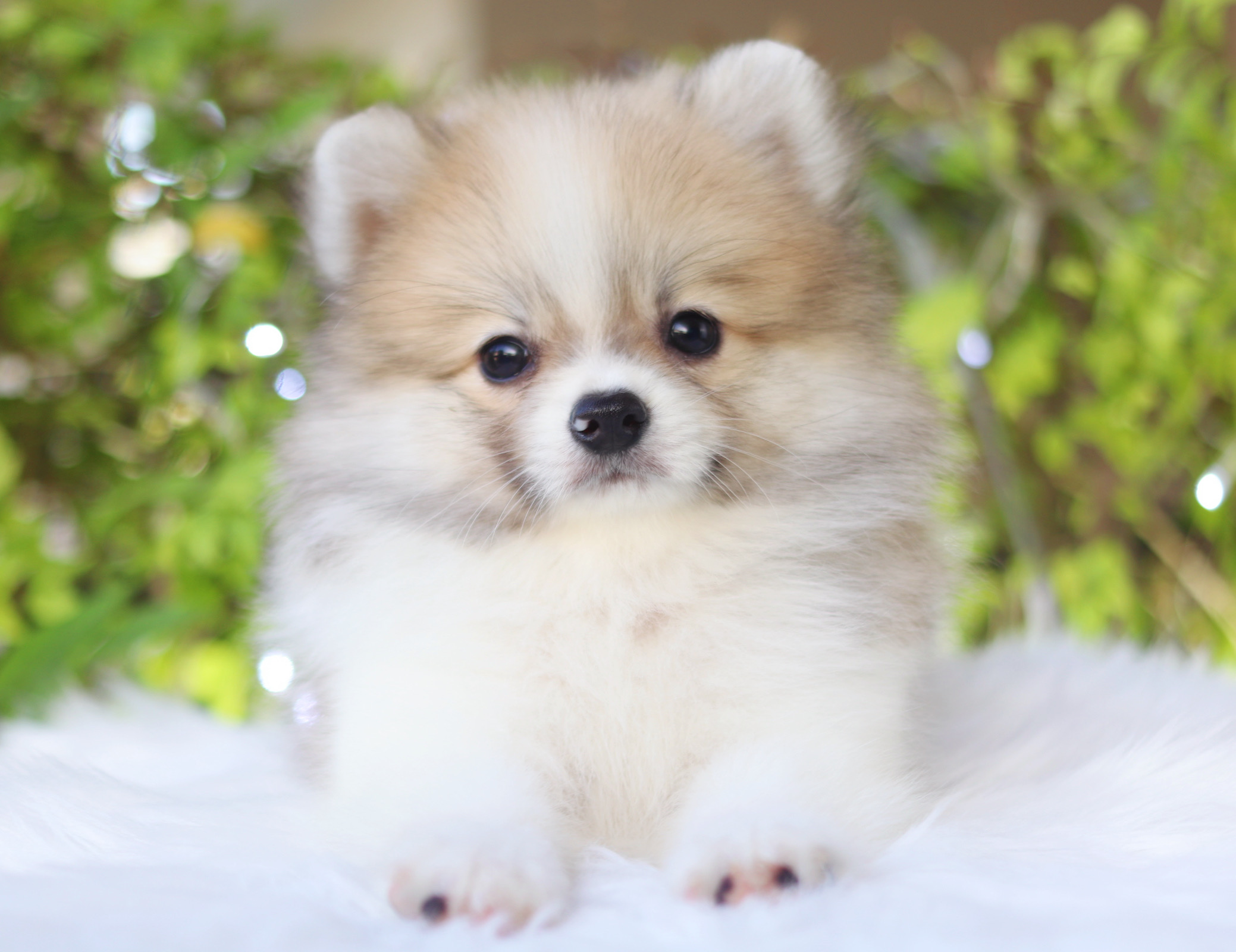 ปอมเมอเรเนียน เพศผู้ สีแฟนซี