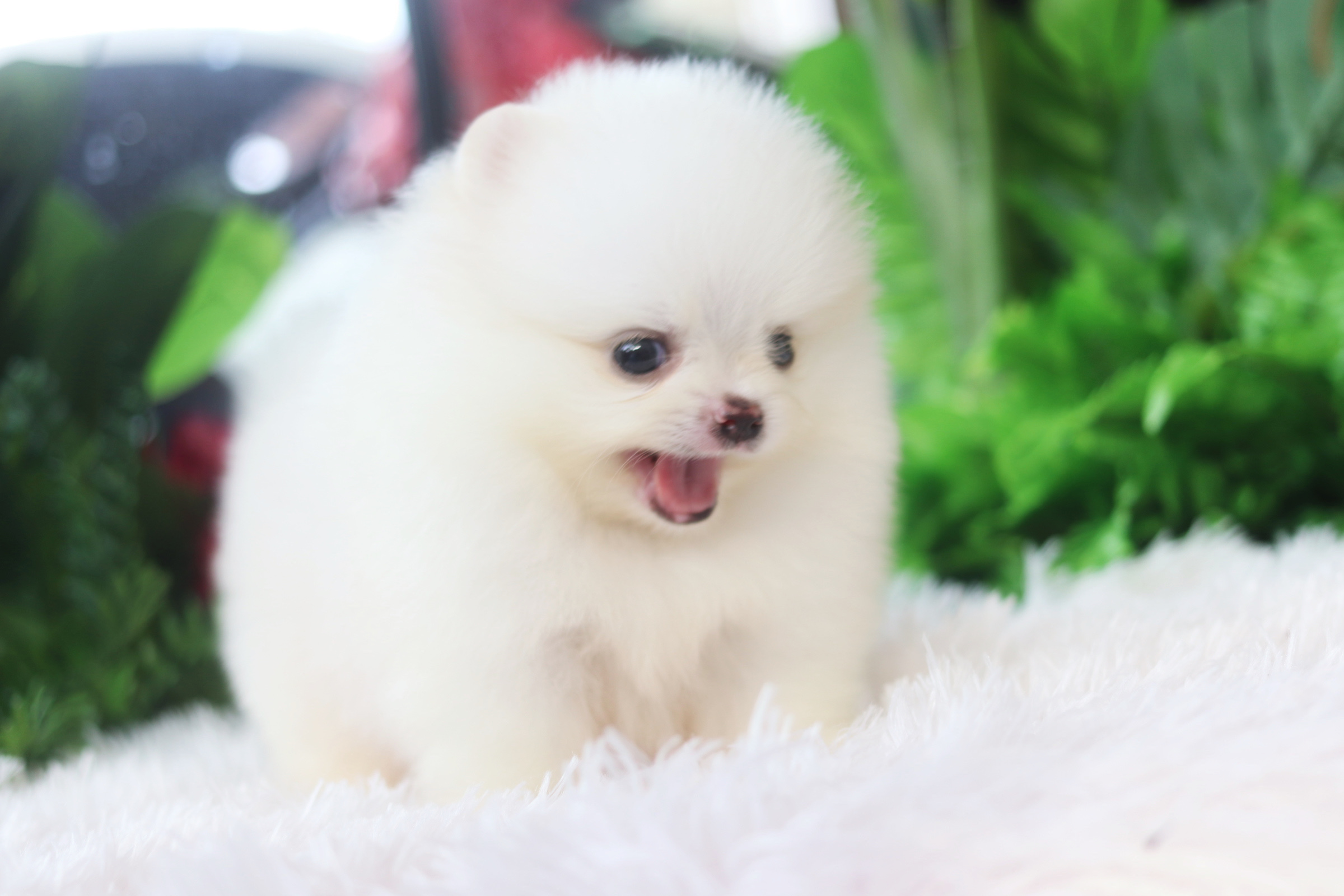 ปอมเมอเรเนียน เพศผู้ สีขาวไซส์เล็กเกรดโชว์