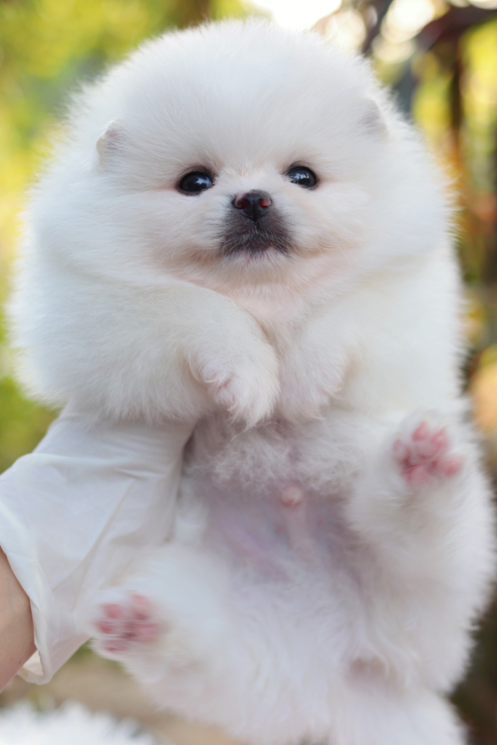 ปอมเมอเรเนียน เพศผู้ สีขาวครีม