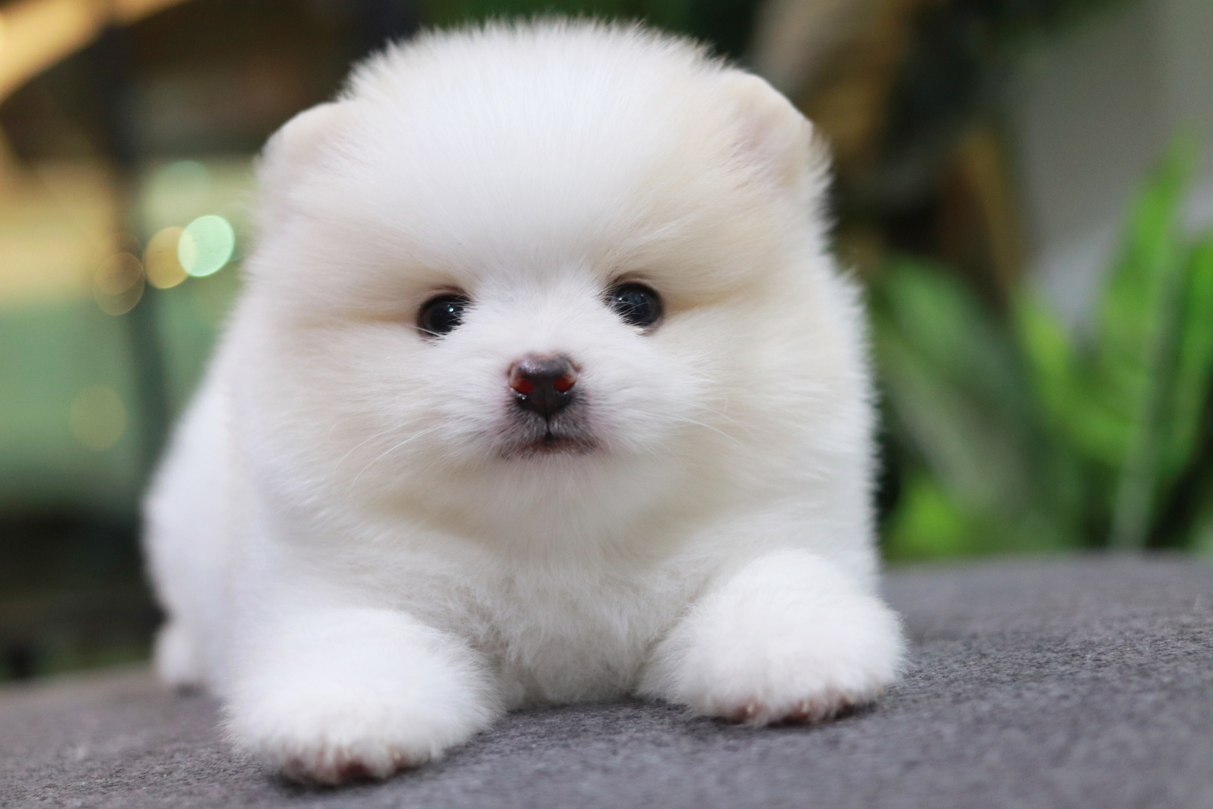 ปอมเมอเรเนียน เพศผู้