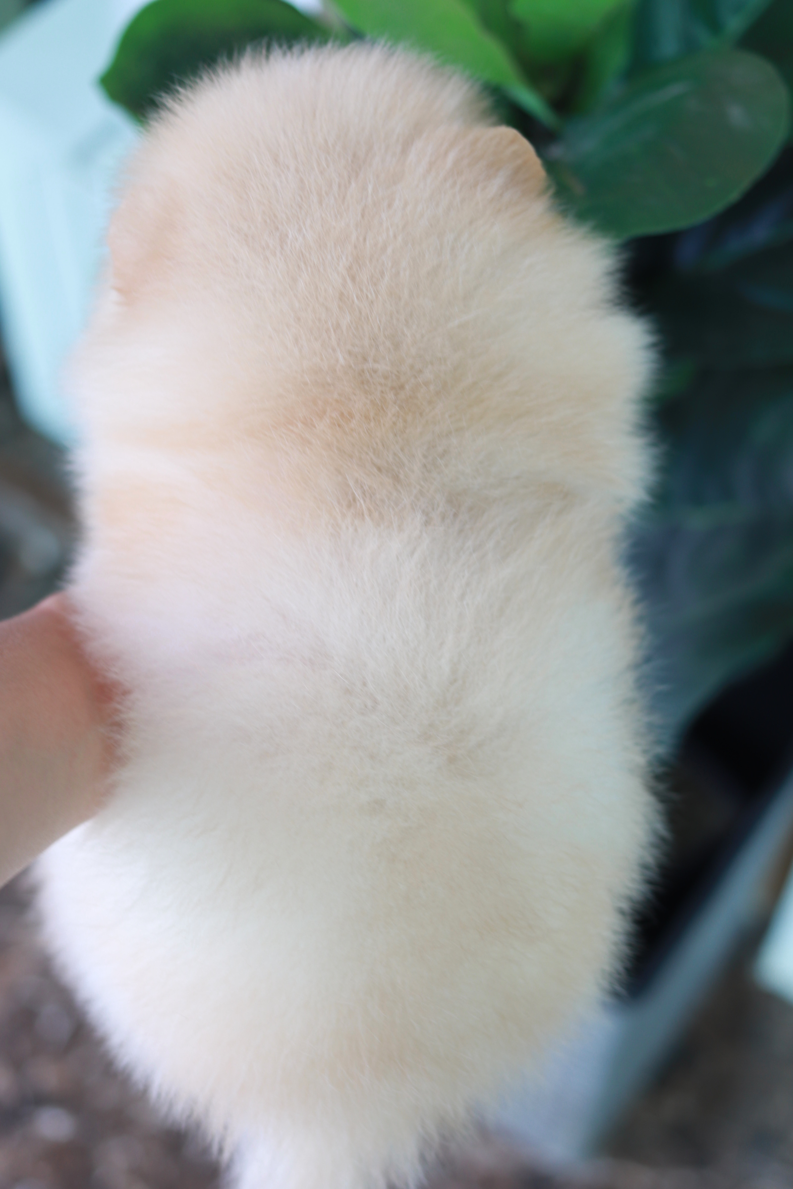 ปอมเมอเรเนียน เพศผู้ ครีม