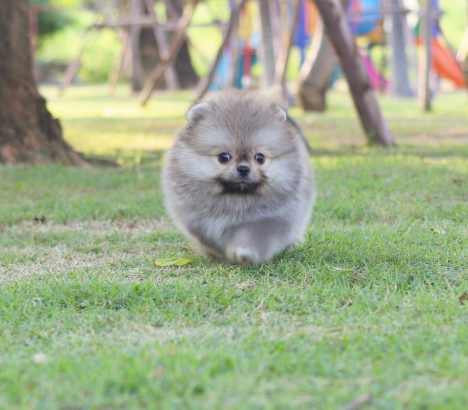 ปอมเมอเรเนียน เพศผู้สีส้มขนแน่น