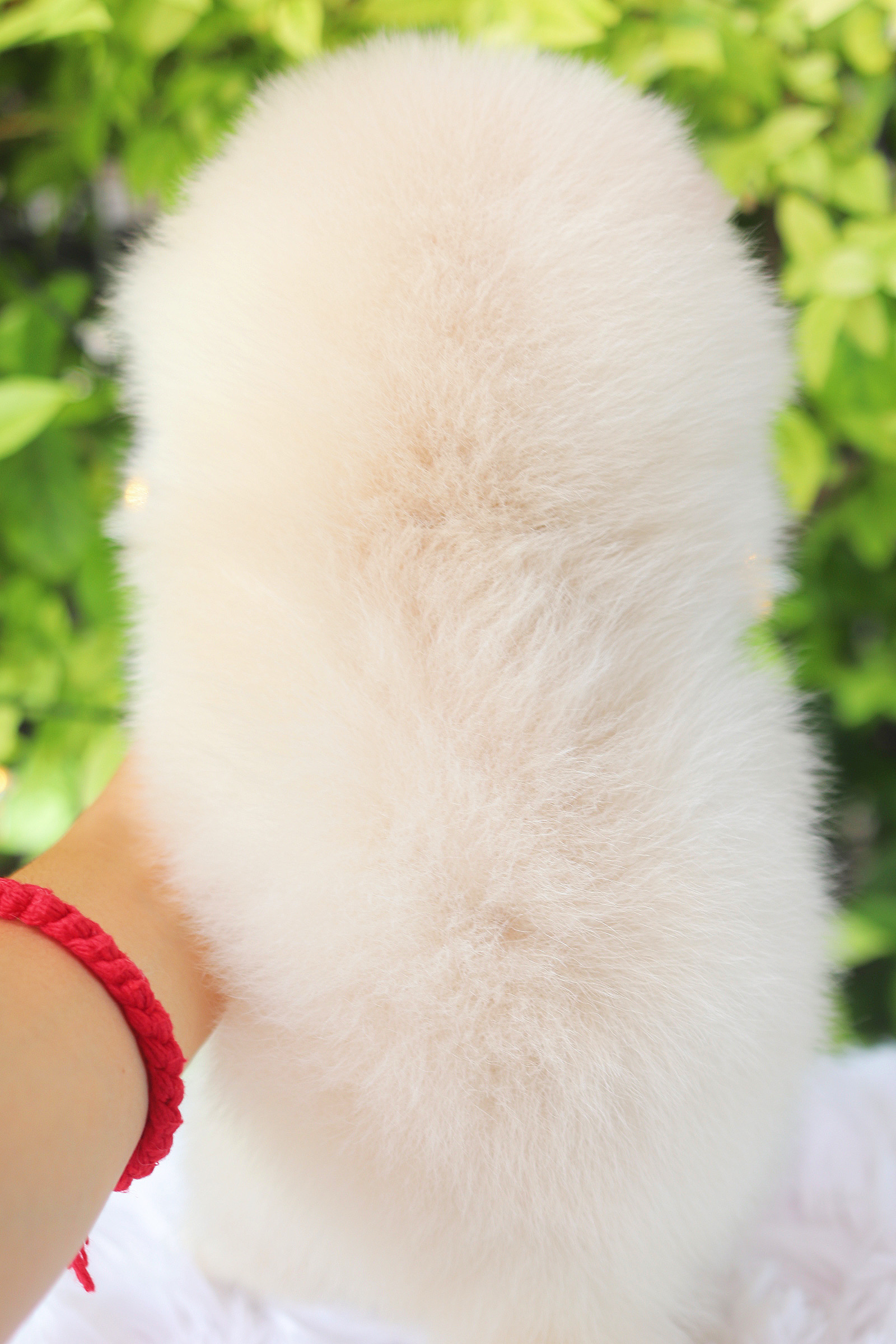 ปอมเมอเรเนียน เพศเมียสีขาวครีม