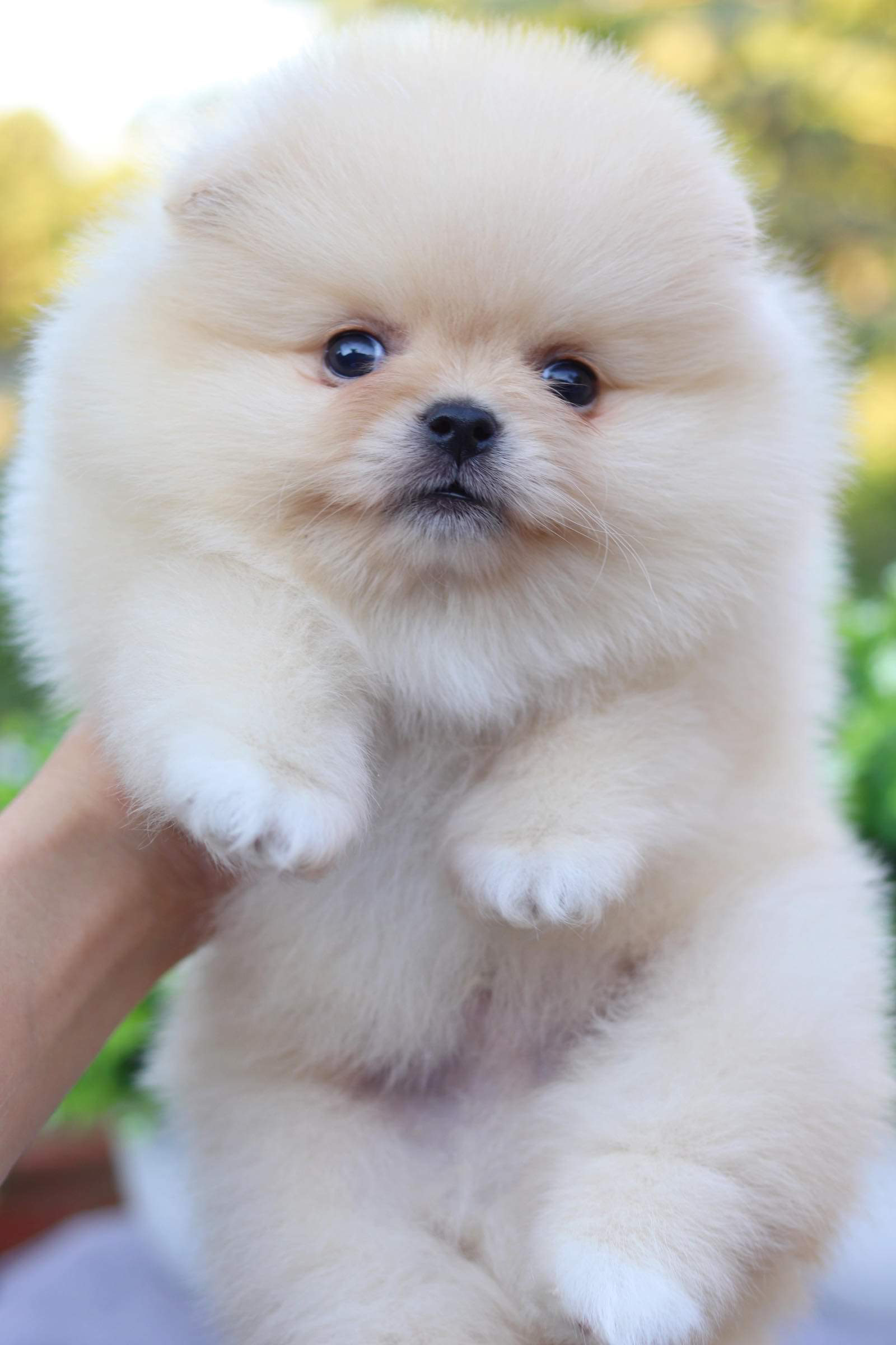 ปอมเมอเรเนียน เพศผู้