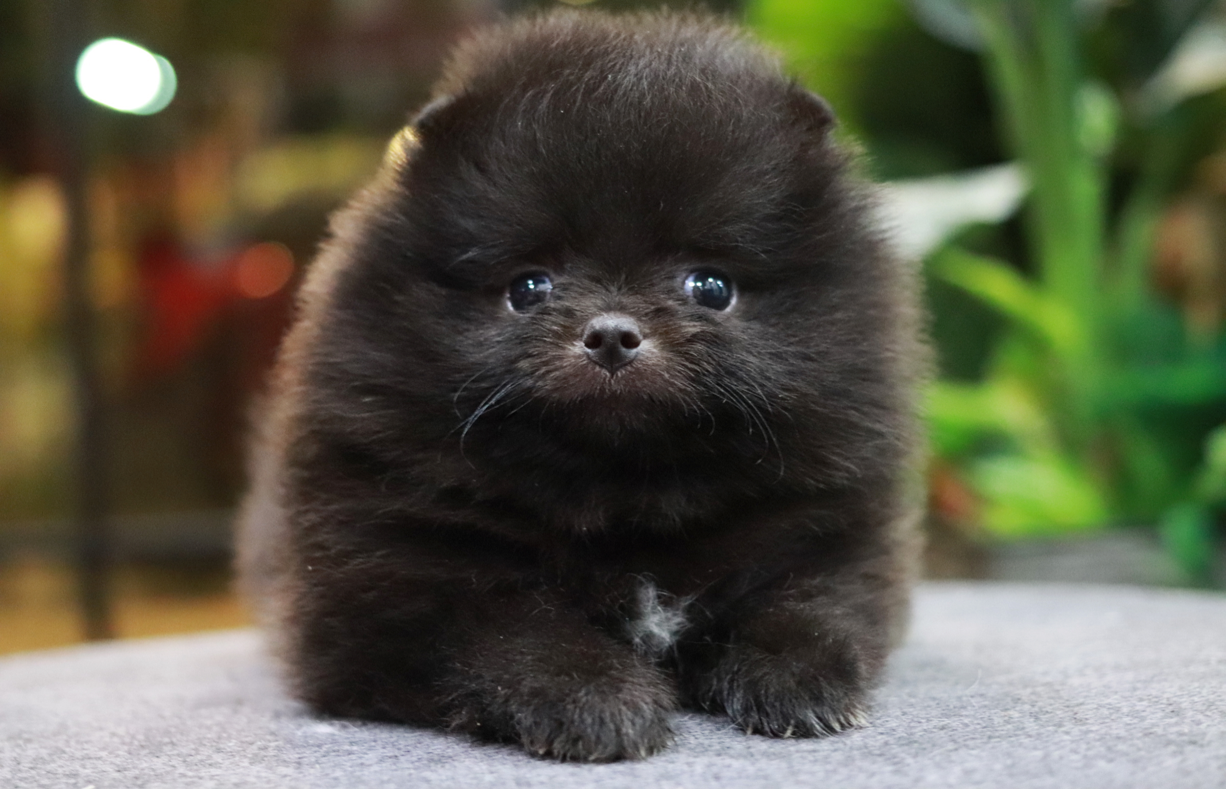 ปอมเมอเรเนียน เพศผู้