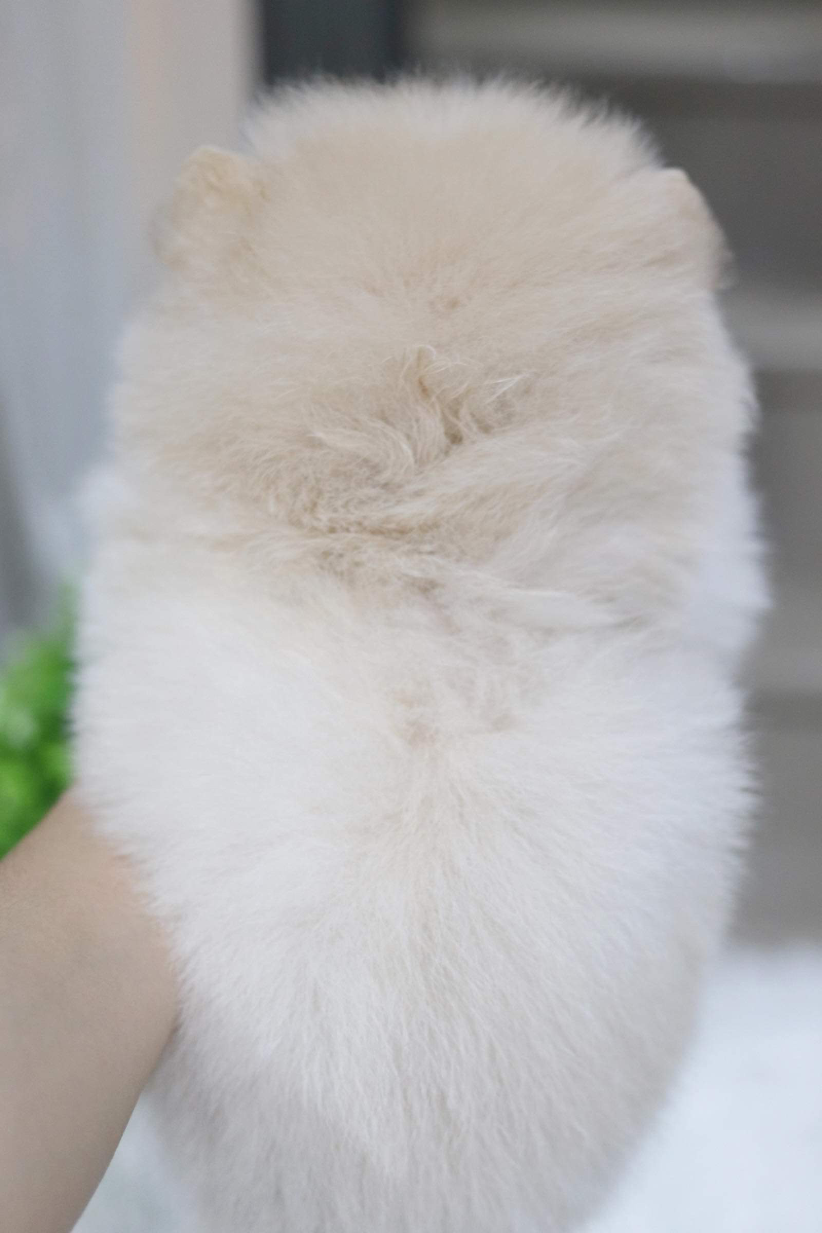 ปอมเมอเรเนียน เพศเมีย