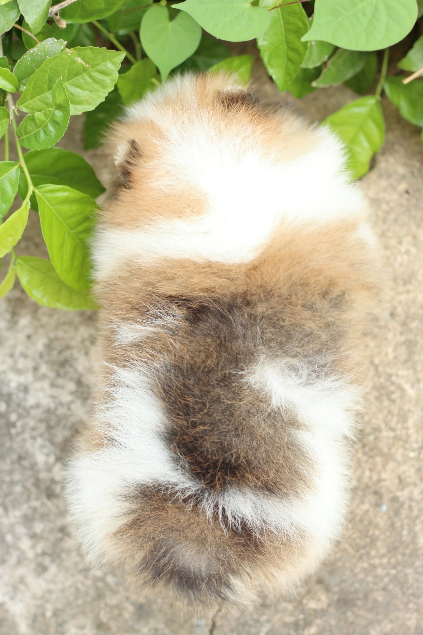 ปอมเมอเรเนียน เพศเมีย แฟนซี