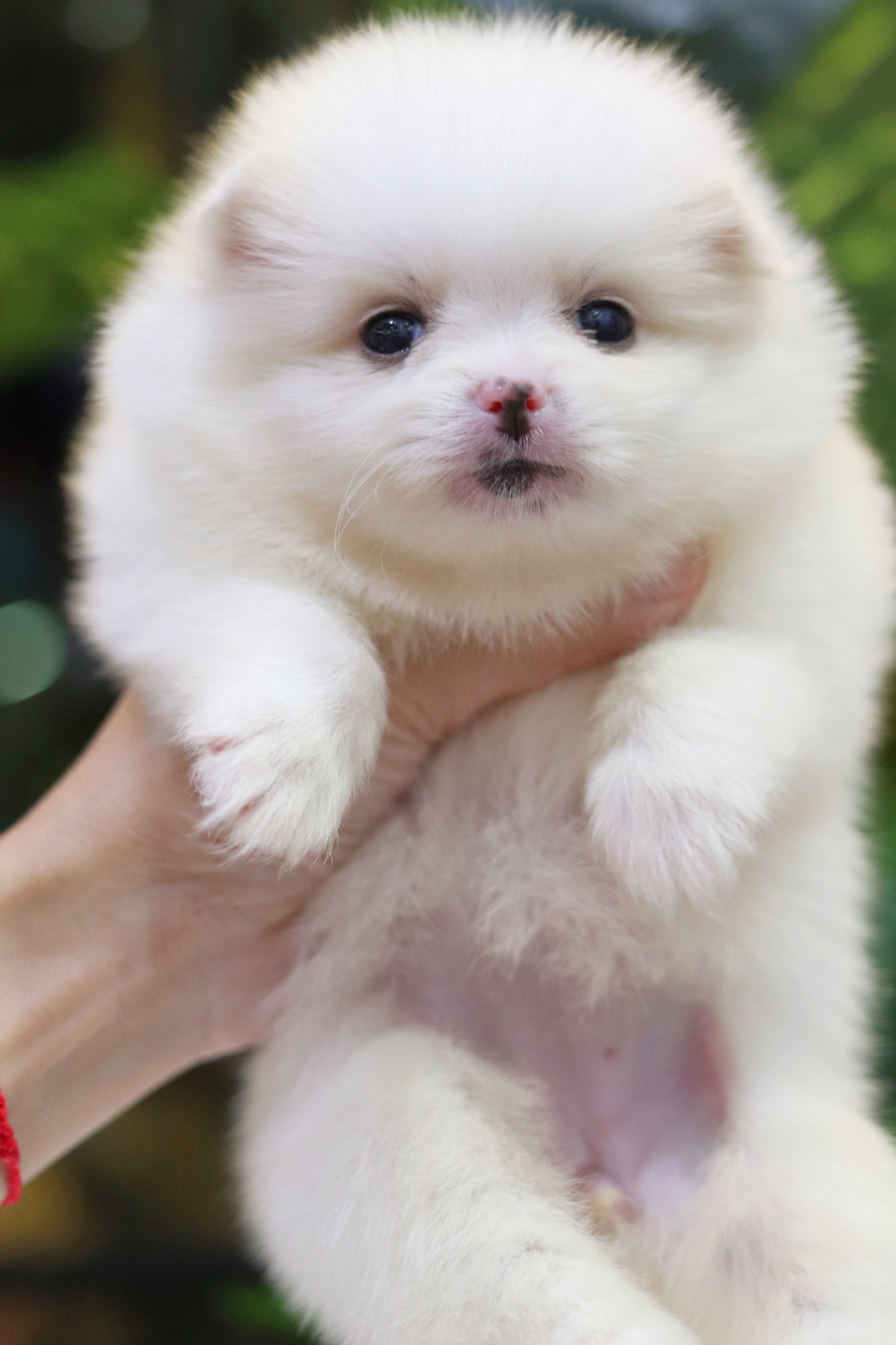 ปอมเมอเรเนียน เพศเมียสีขาวครีม