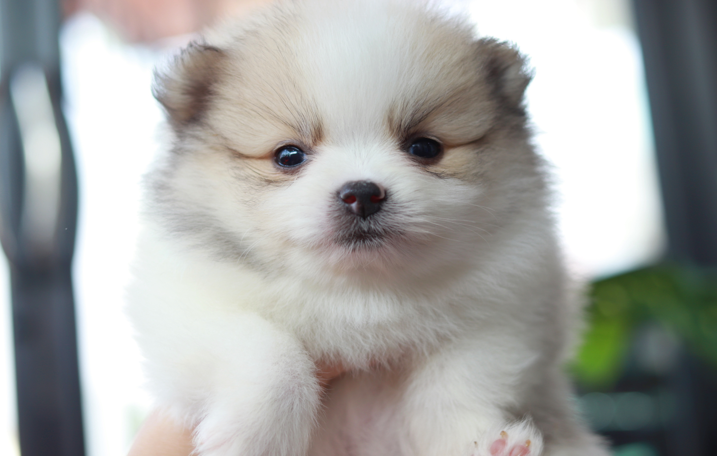 ปอมเมอเรเนียน เพศเมีย