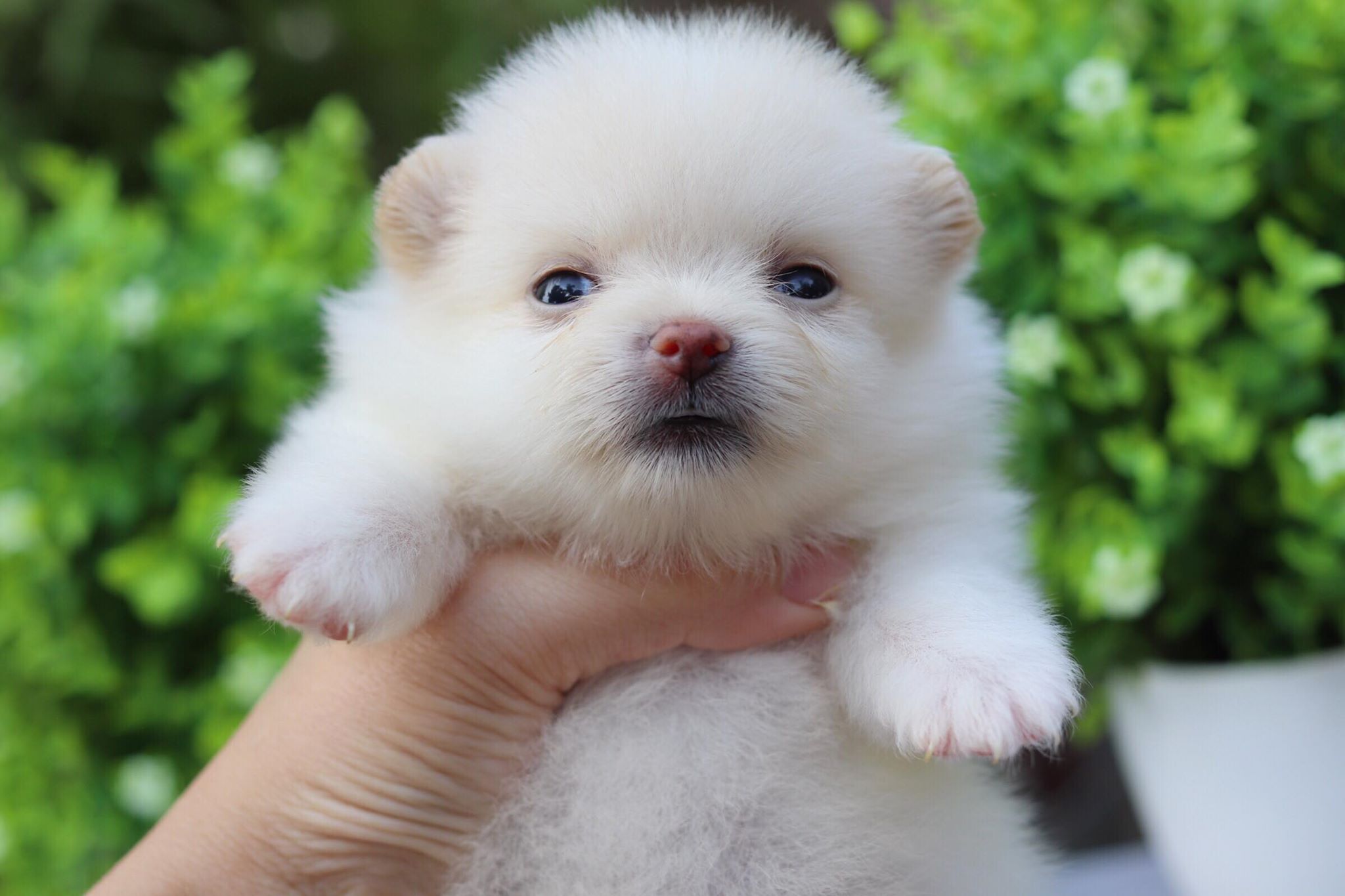 ปอมเมอเรเนียน ทีคัพ