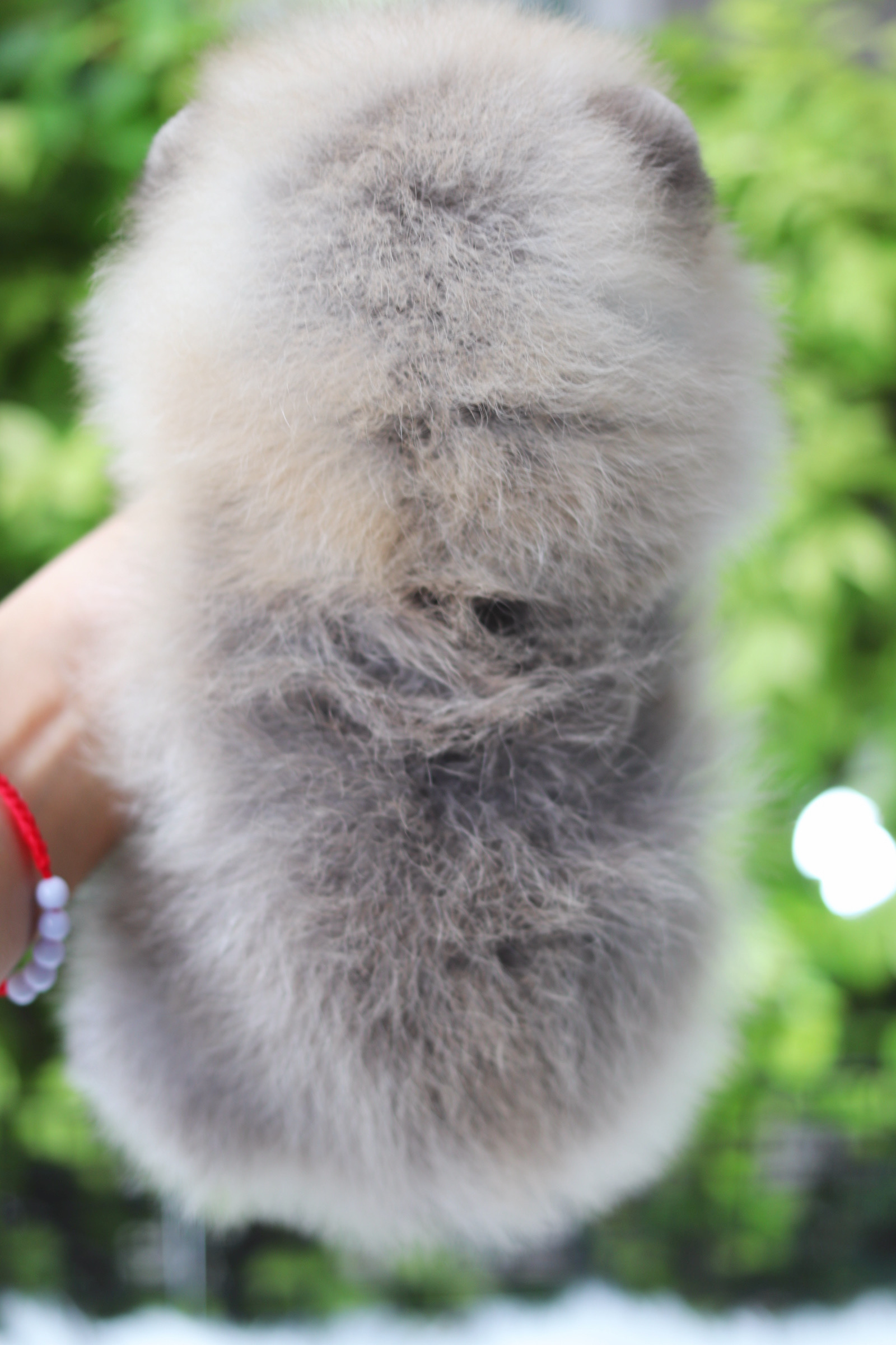 ปอมเมอเรเนียน เพศผู้สีส้ม เกรดโชว์