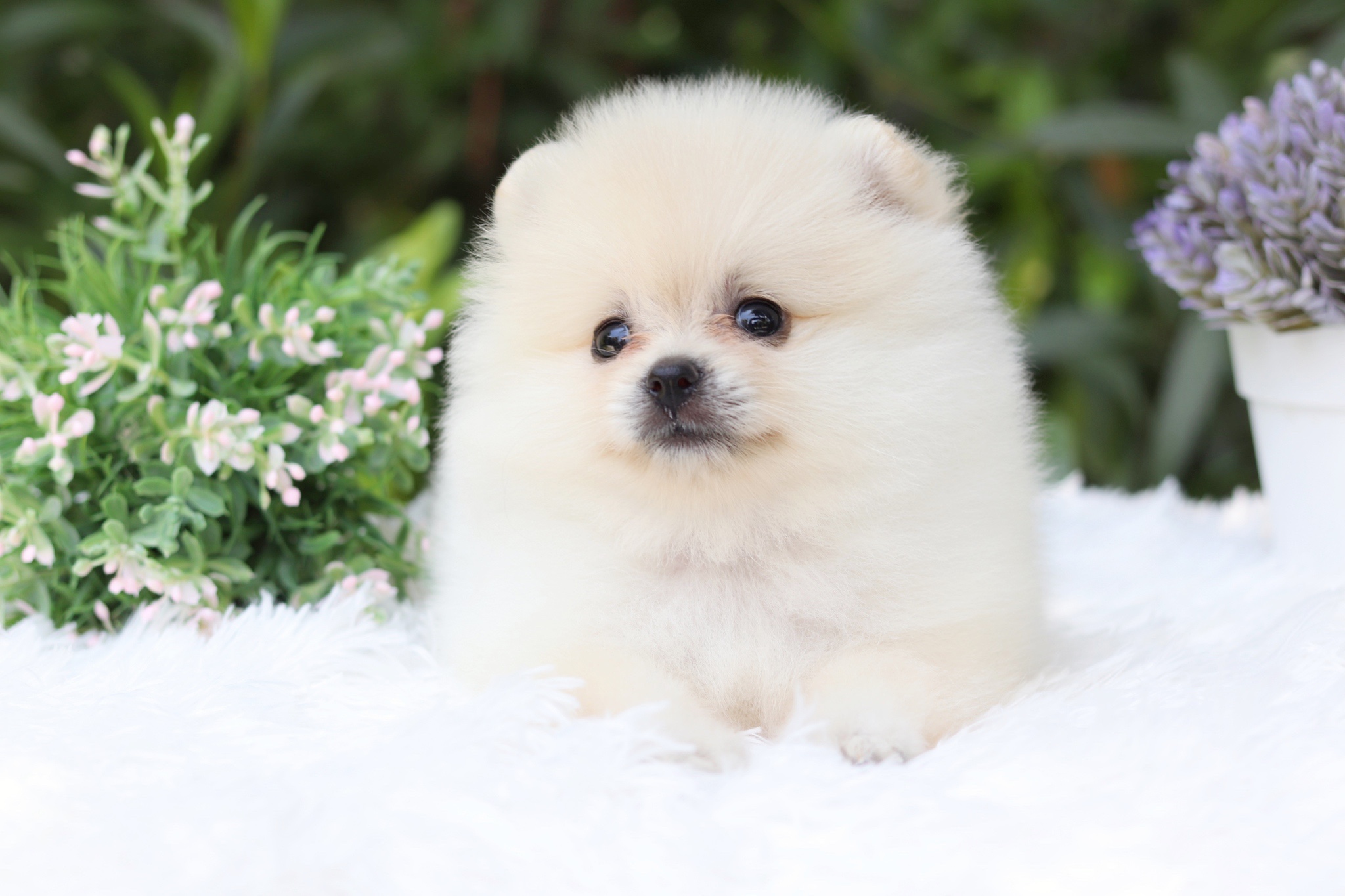 ปอมเมอเรเนียน เพศเมียขาวครีม