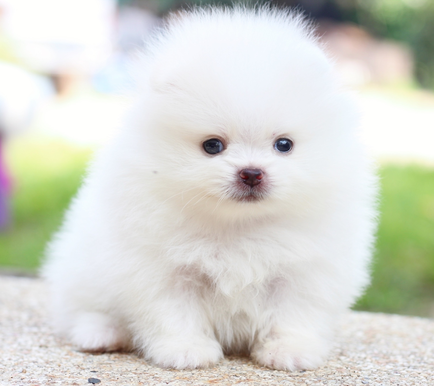 ปอมเมอเรเนียน เพศผู้ สีขาวครีม