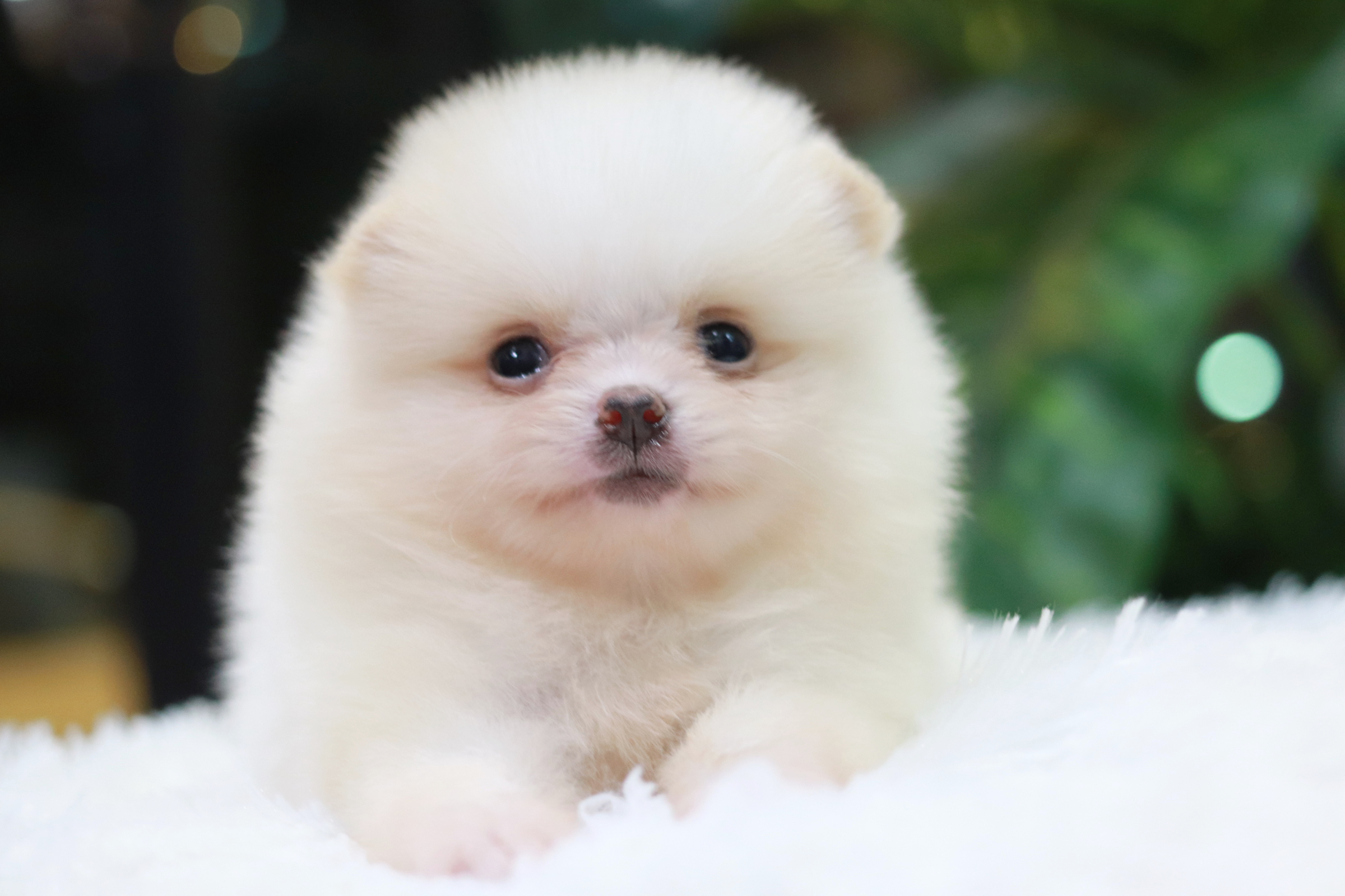 ปอมเมอเรเนียน เพศเมีย