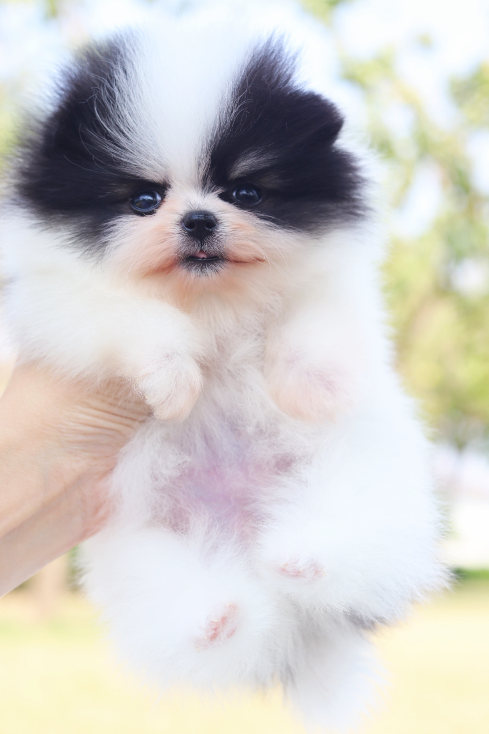 ปอมเมอเรเนียน เพศผู้เมีย สีไตรคัลเลอร์ เกรดโชว์