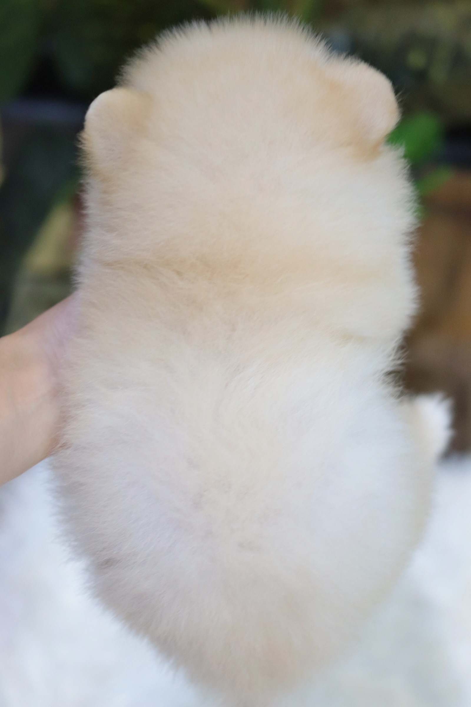 ปอมเมอเรเนียน เพศผู้ สีขาวครีม