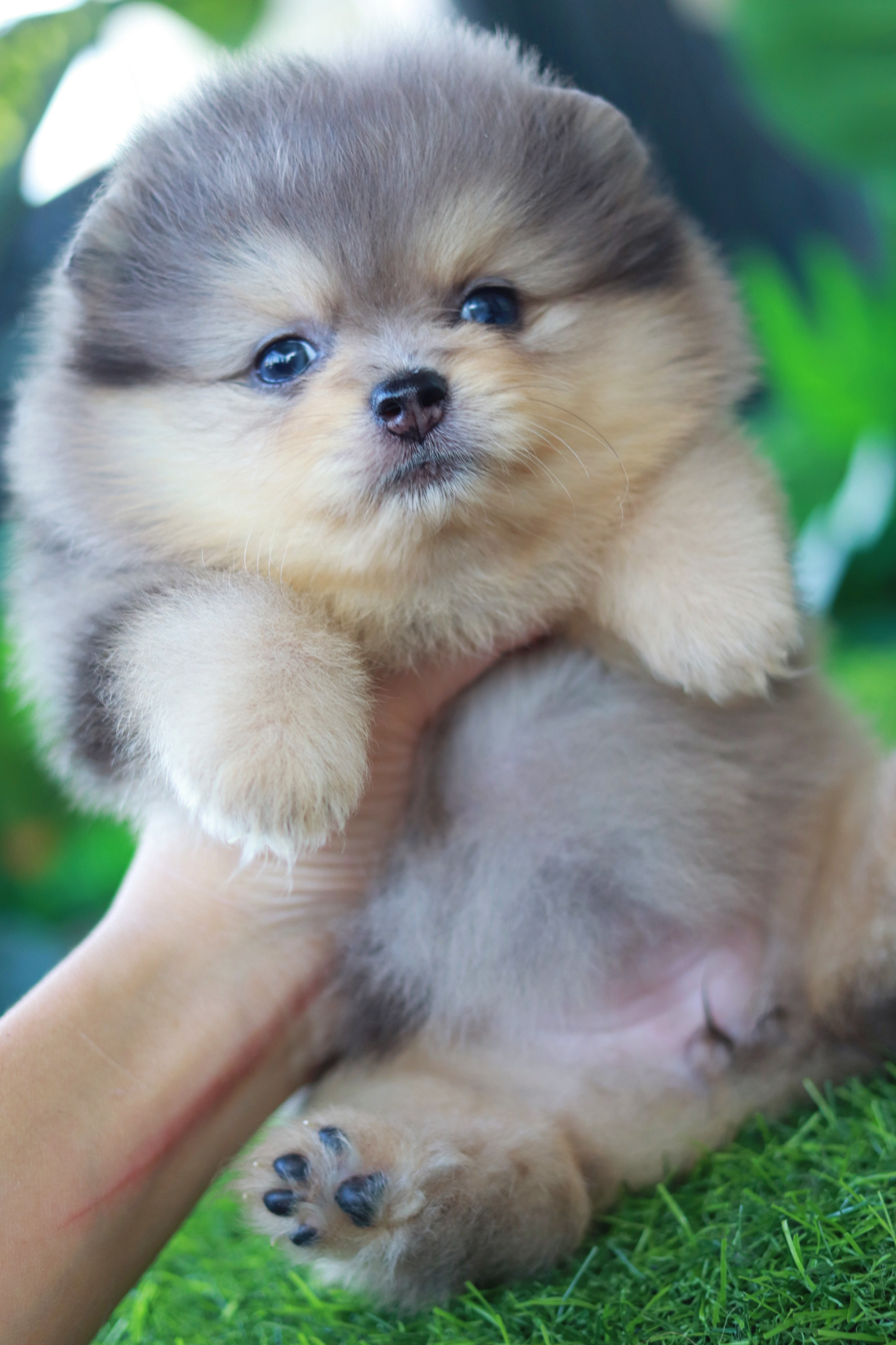 ปอมเมอเรเนียน เพศเมีย สีเมอร์เร่&แทน