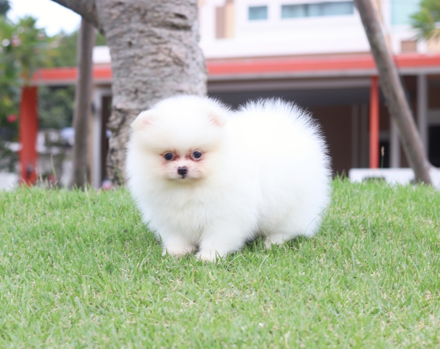 ปอมเมอเรเนียน เพศผู้สีขาวครีม