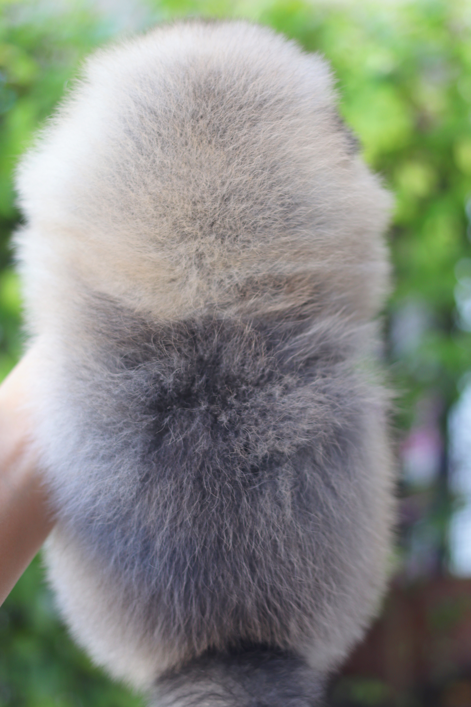 ปอมเมอเรเนียน เพศผู้สีส้ม