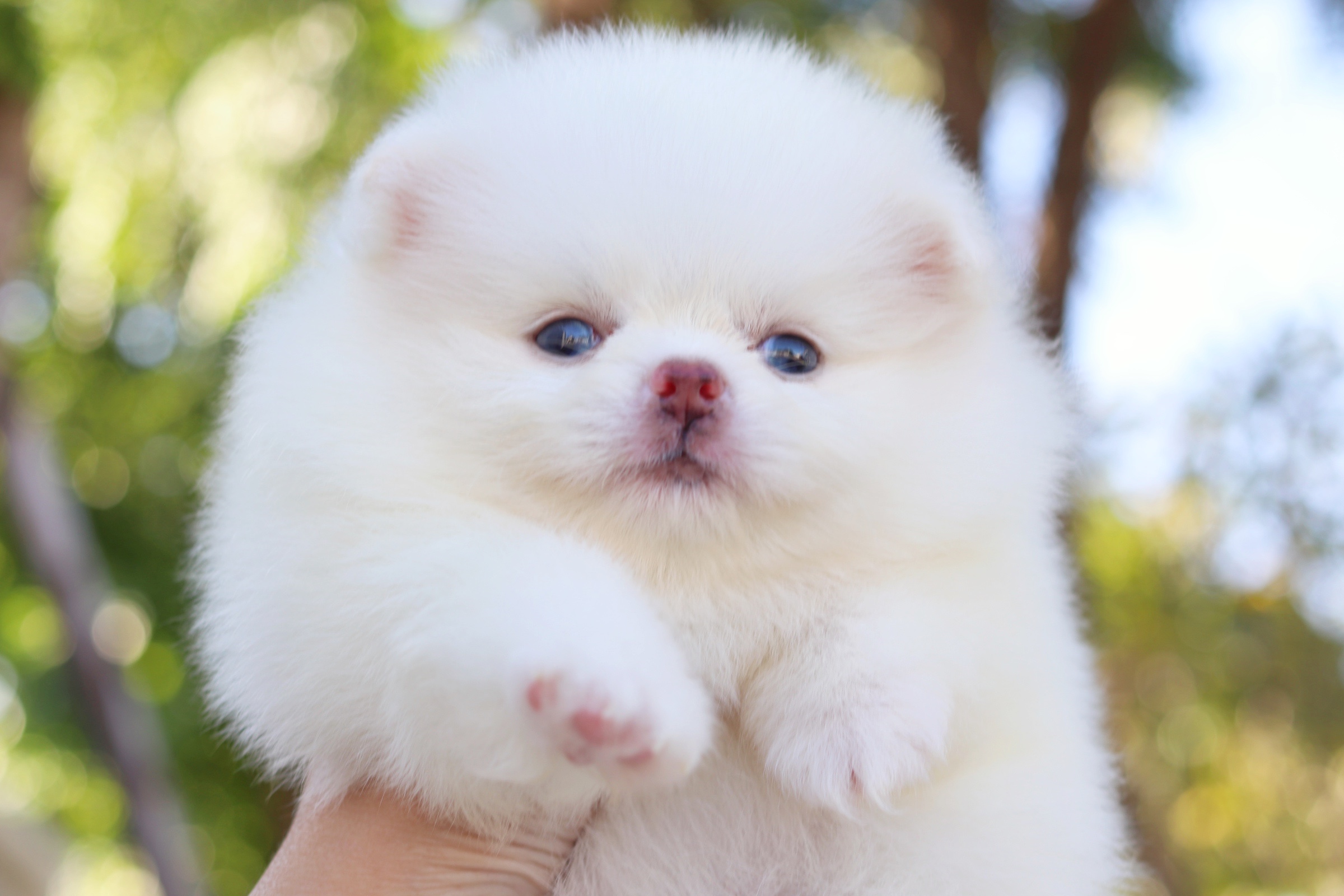 ปอมเมอเรเนียน เพศผู้ สีขาวครีมตาฟ้า