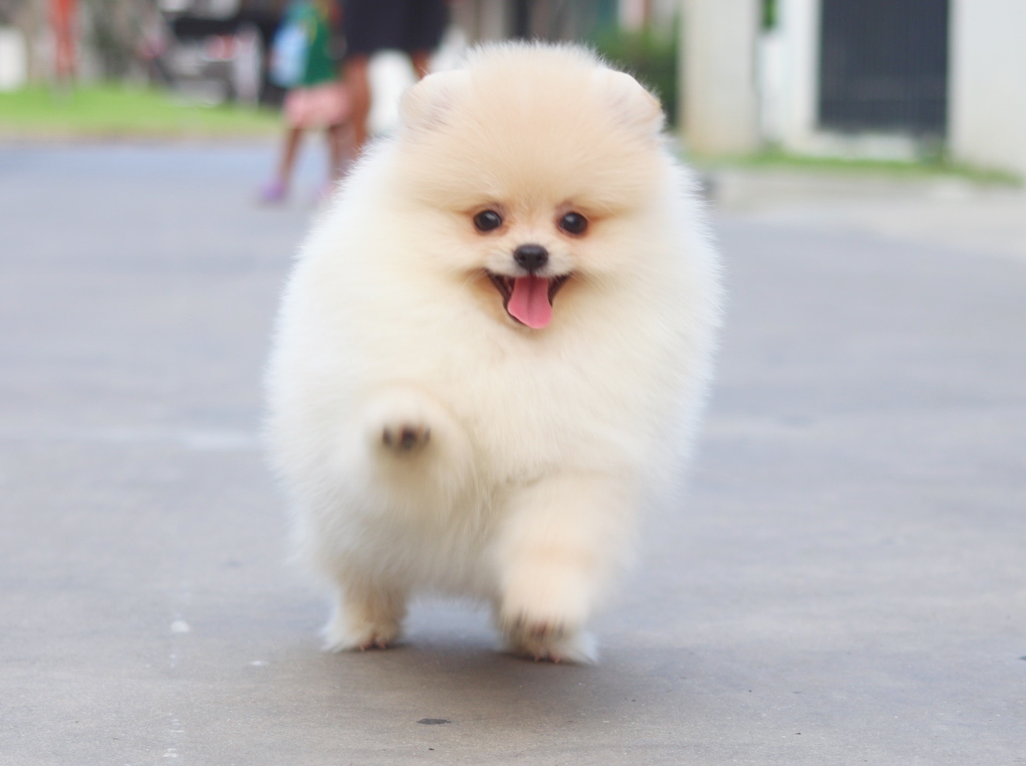ปอมเมอเรเนียน เพศเมียสีครีม