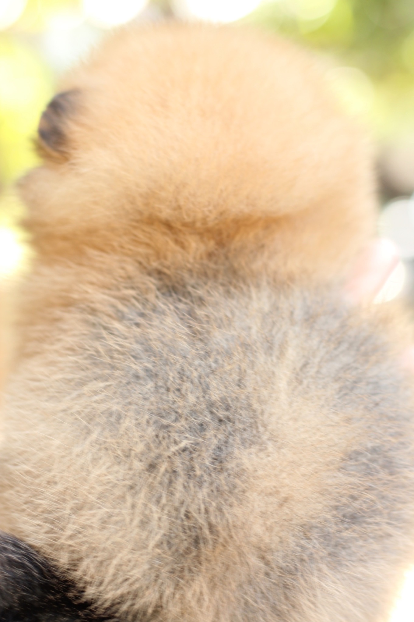 ปอมเมอเรเนียน เพศผู้ส้ม ขนแน่นๆ