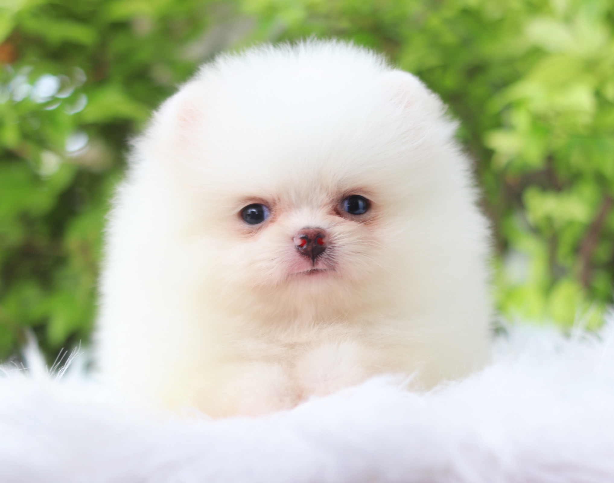ปอมเมอเรเนียน เพศเมียสีขาวครีมเกรดโชว์