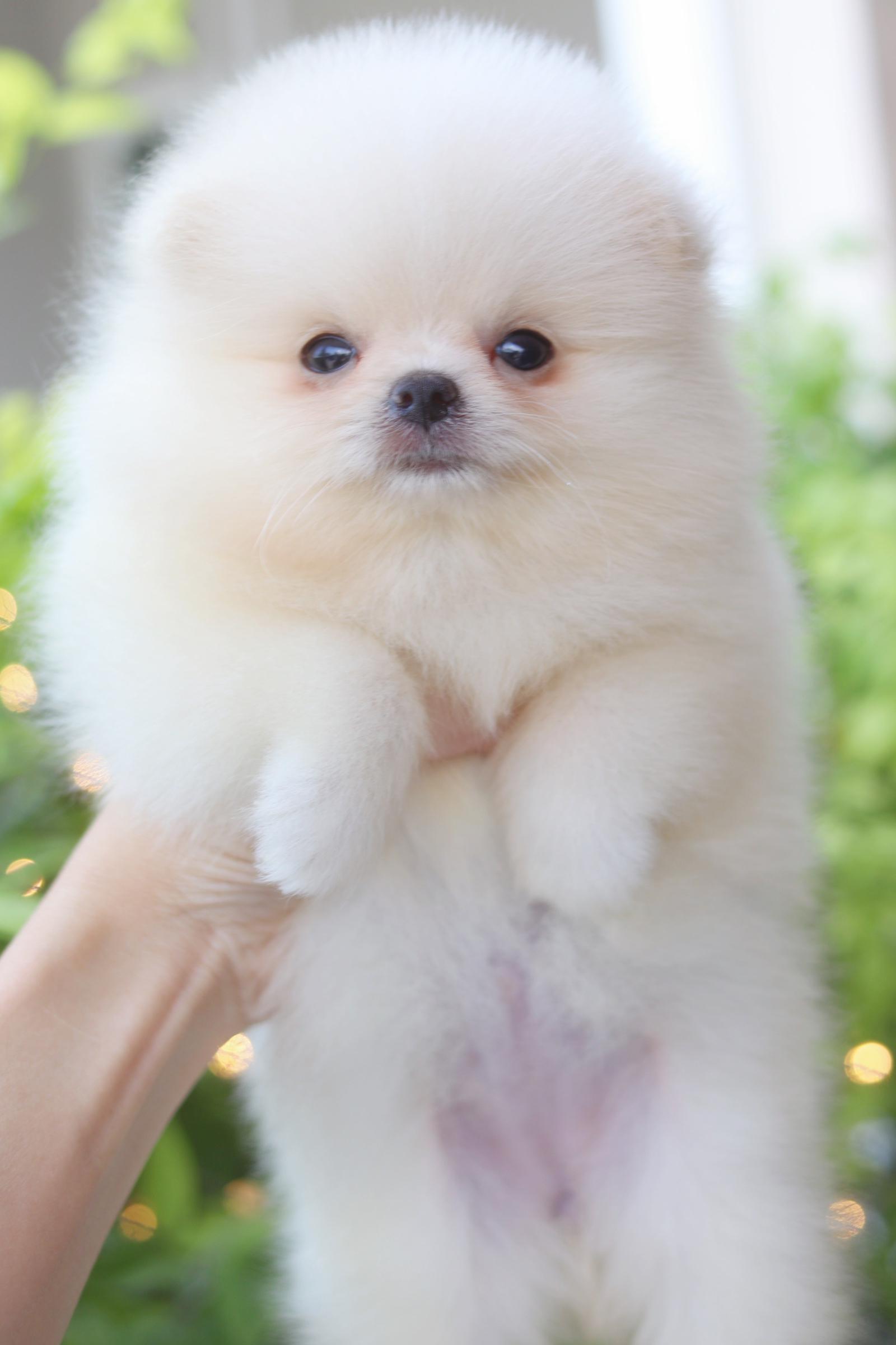 ปอมเมอเรเนียน เพศเมียสีขาวครีม