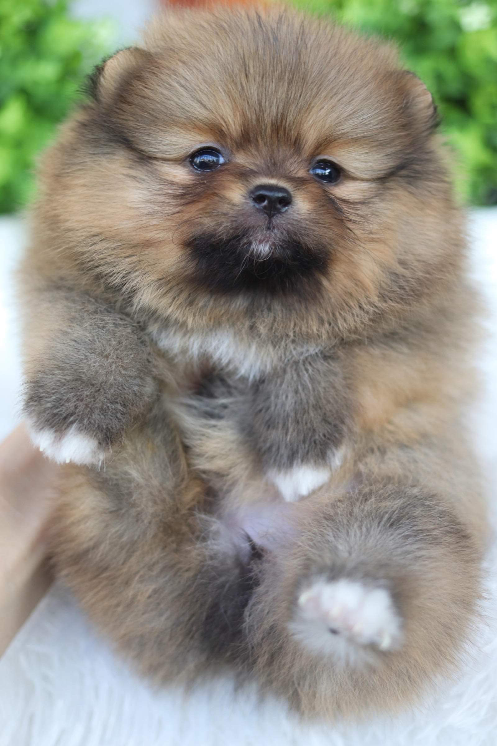 ปอมเมอเรเนียน เพศเมีย