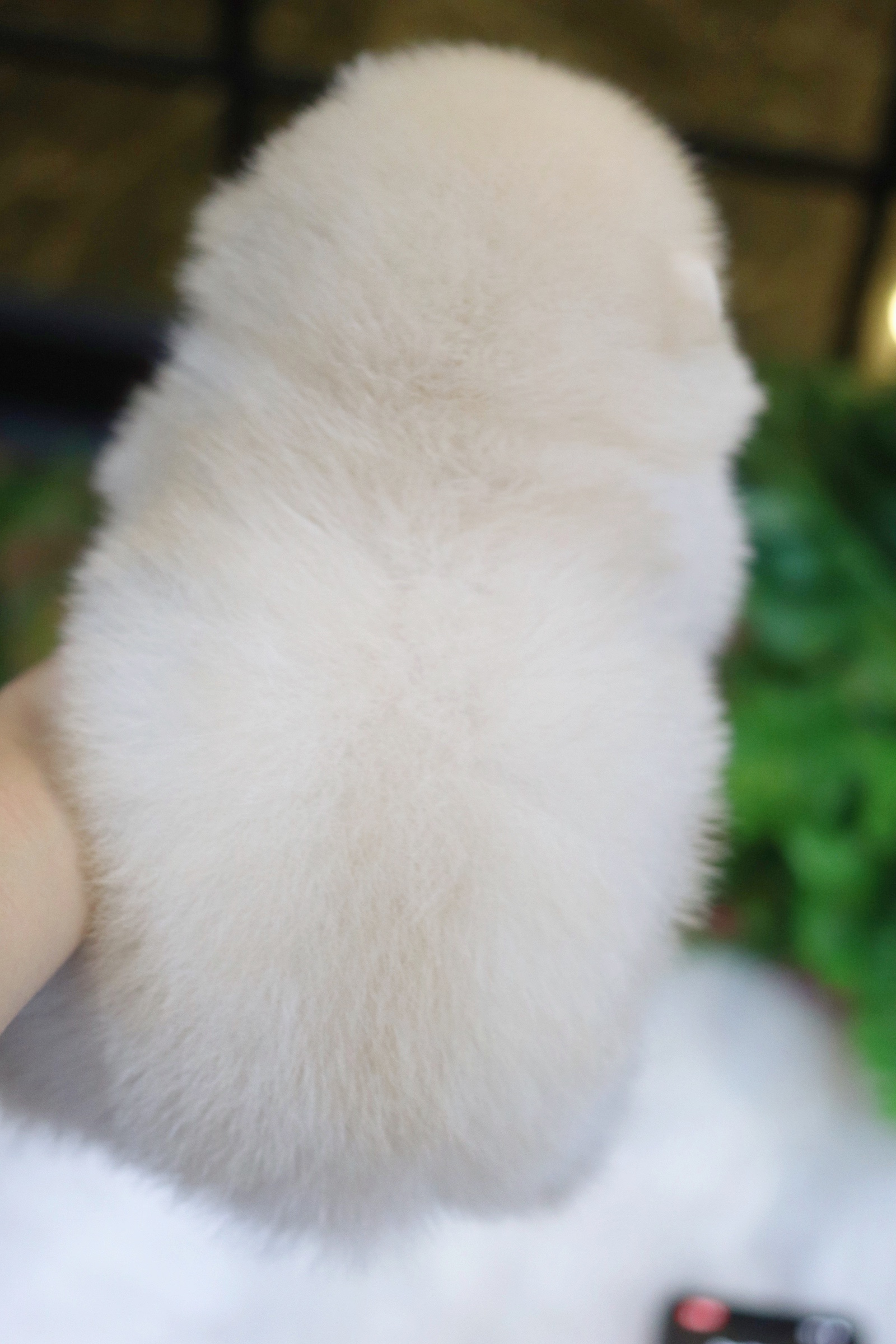 ปอมเมอเรเนียน เพศผู้ สีขาวครีม