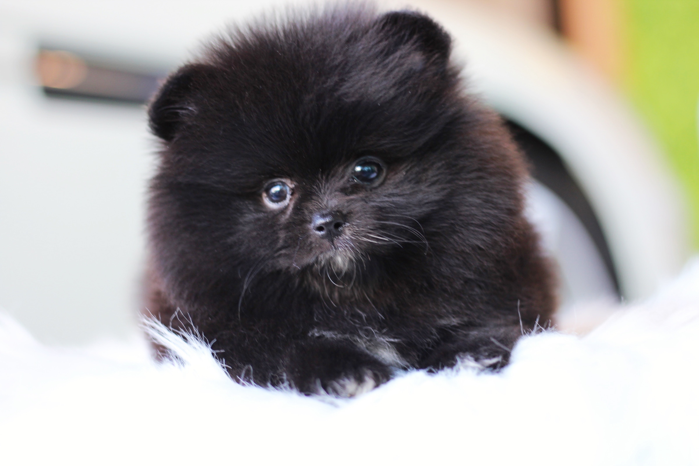 ปอมเมอเรเนียน เพศเมียสีดำ