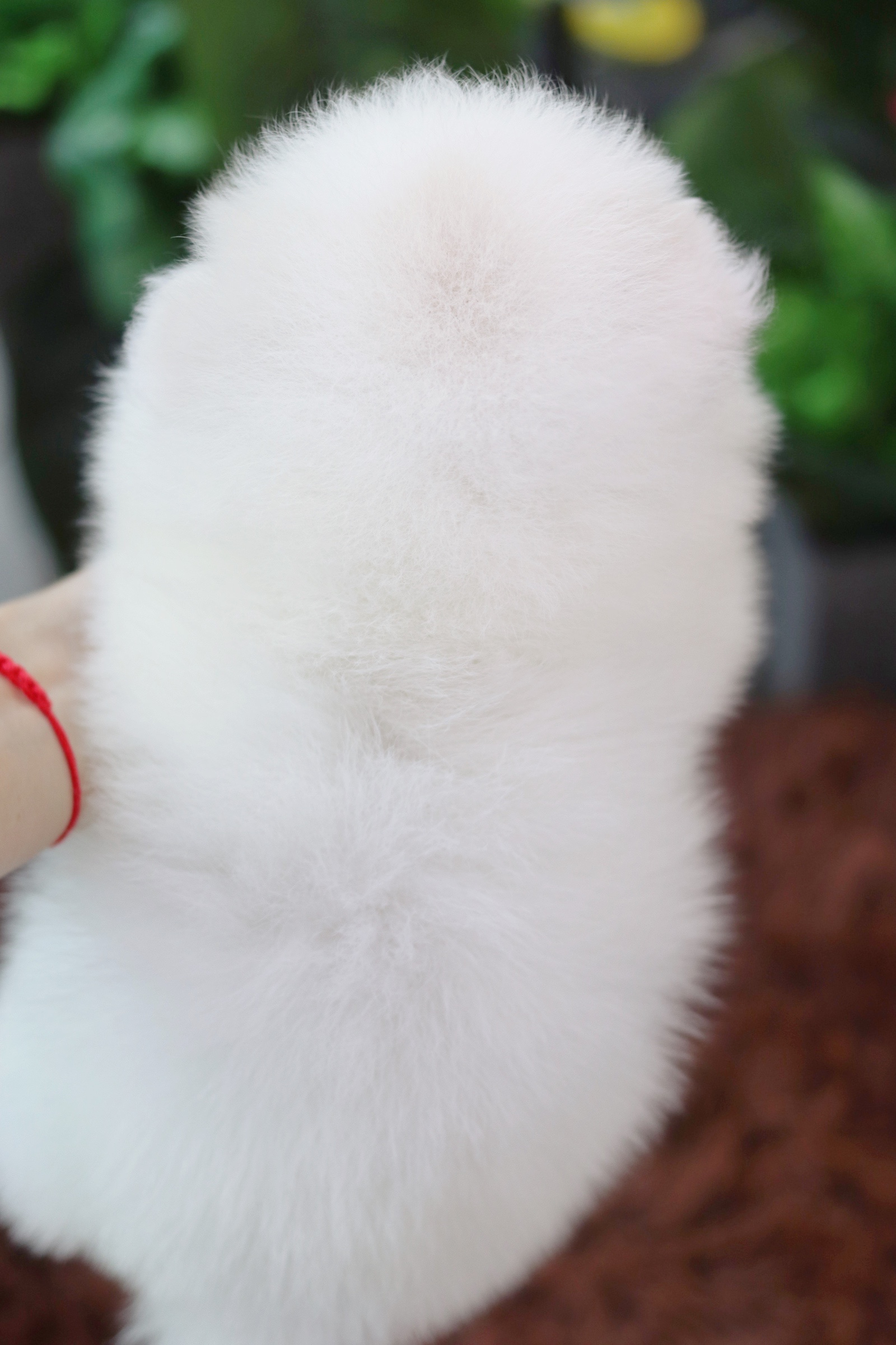 ปอมเมอเรเนียน เพศผู้ สีขาวครีม