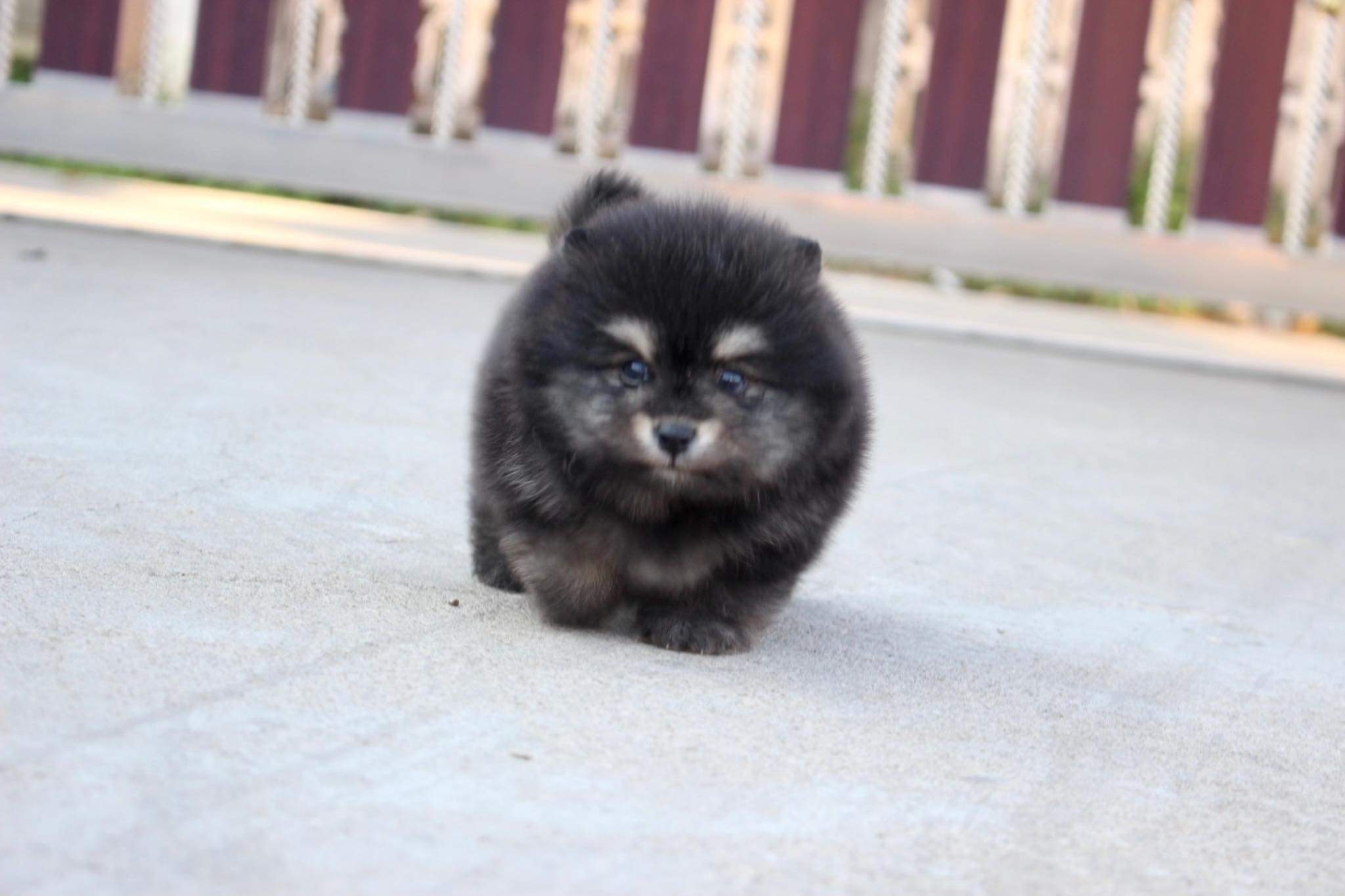 ปอมเมอเรเนียน เพศผู้ แบล็คแทน