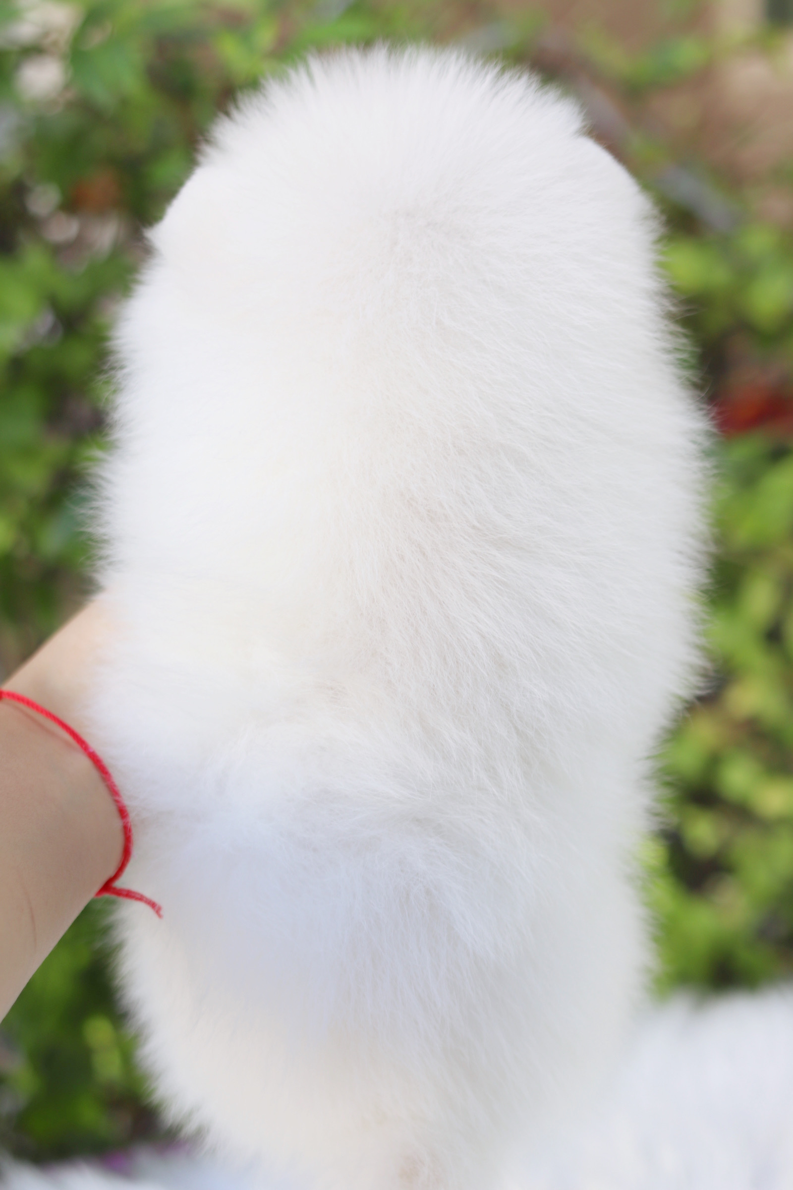 ปอมเมอเรเนียน เพศเมียสีขาวครีม