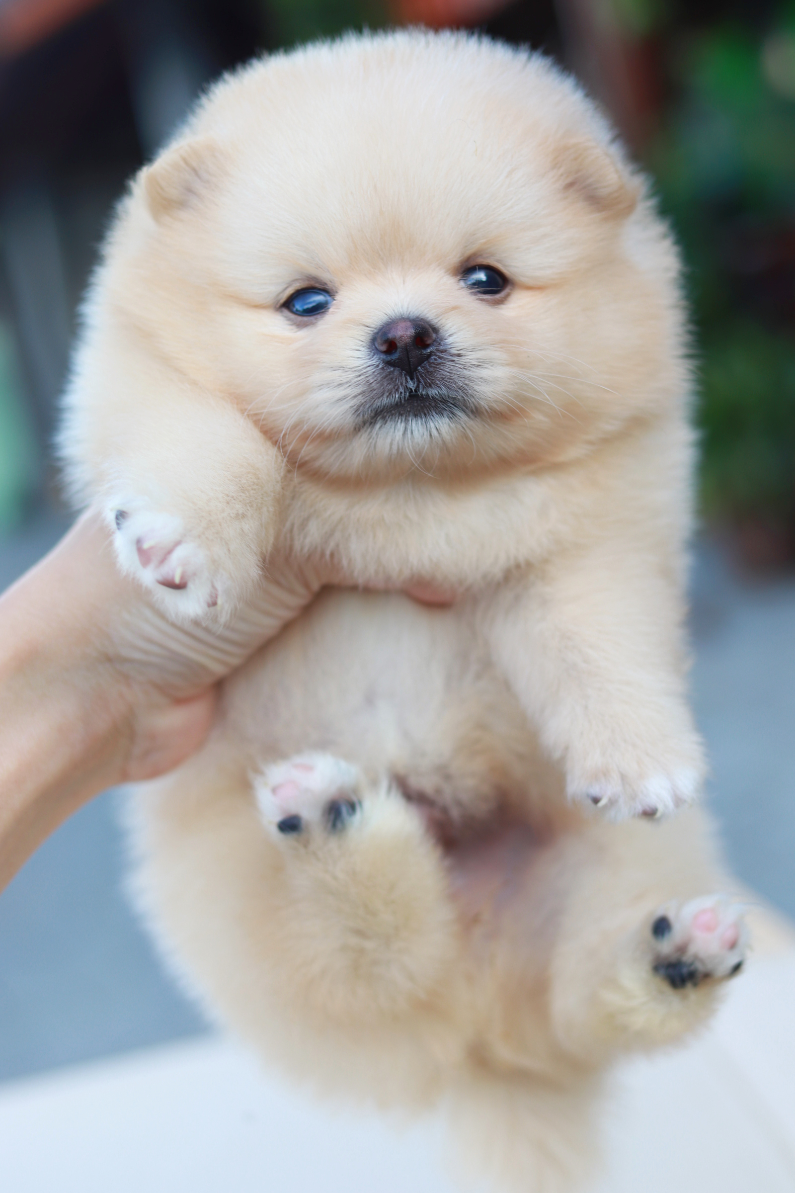 ปอมเมอเรเนียน เพศผู้ ครีม