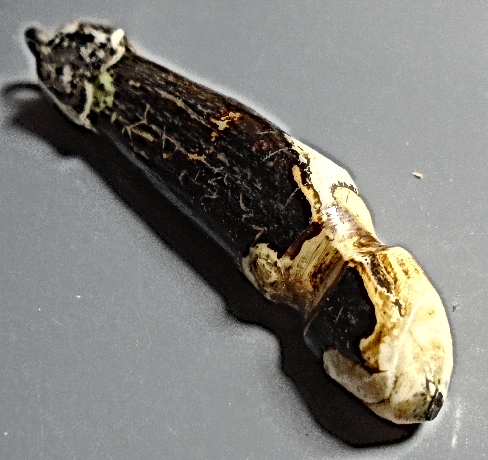 ปลัดขิก เขี้ยวเสือแกะ เก่าไม่ทราบที่